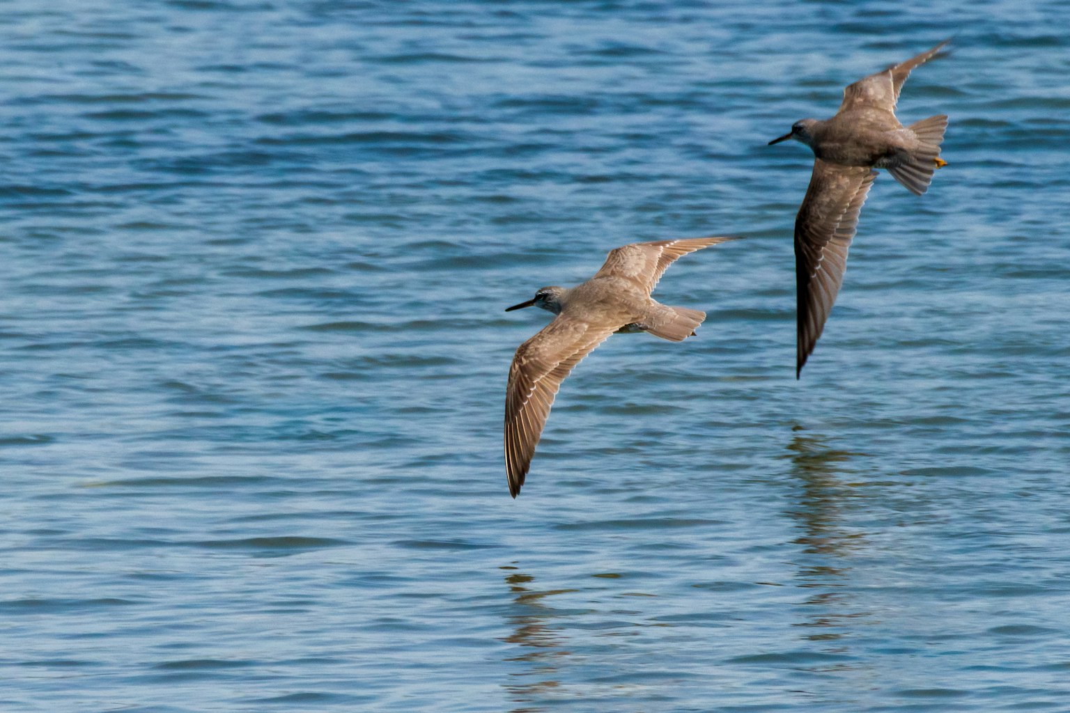 Zwei Vögel fliegen über die Wasseroberfläche