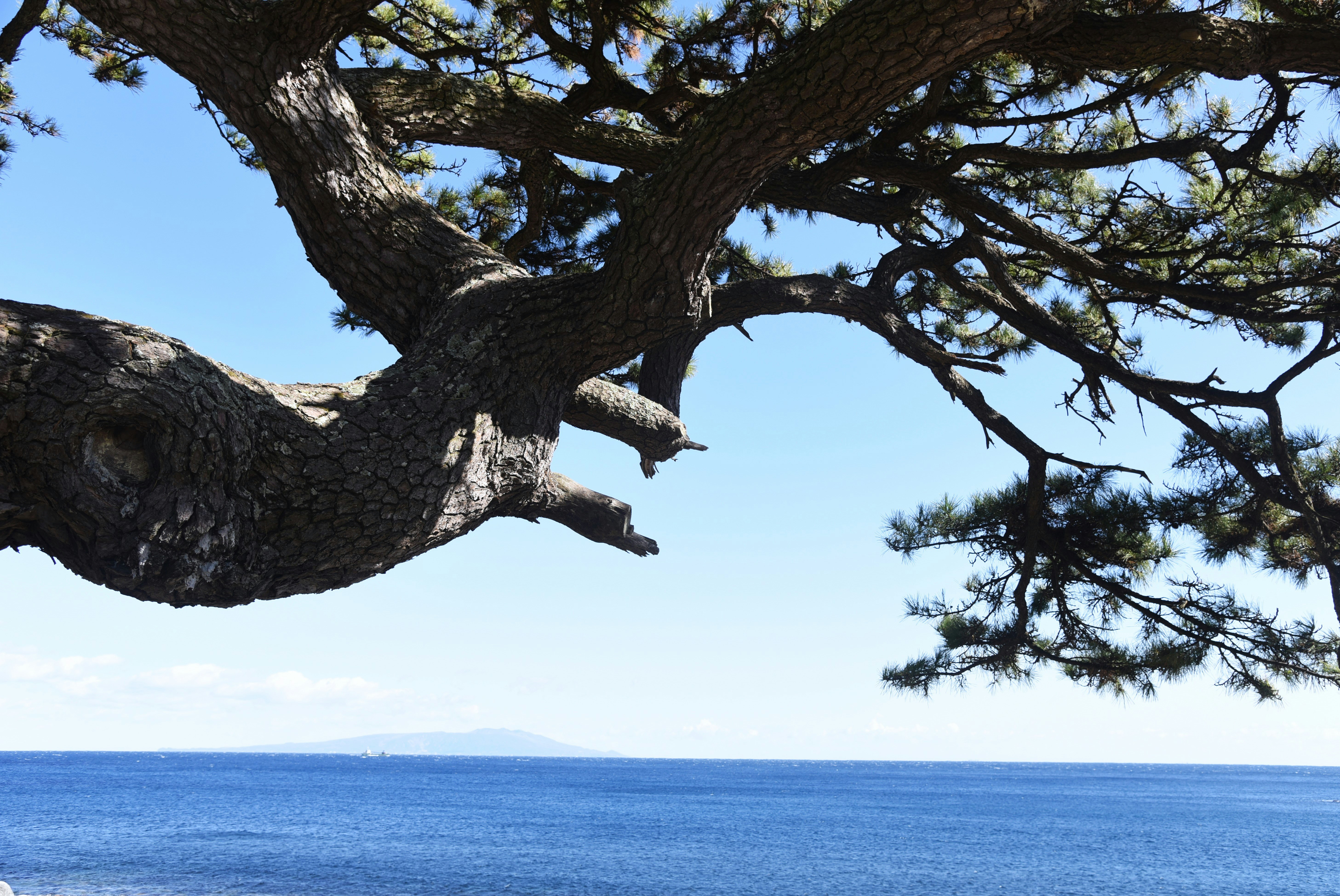 松樹枝與蔚藍海平線