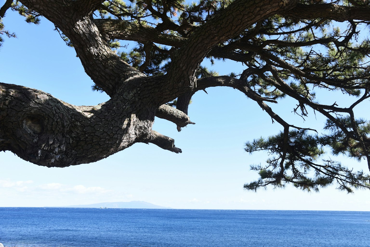 藍色海洋和天空下的樹枝細節