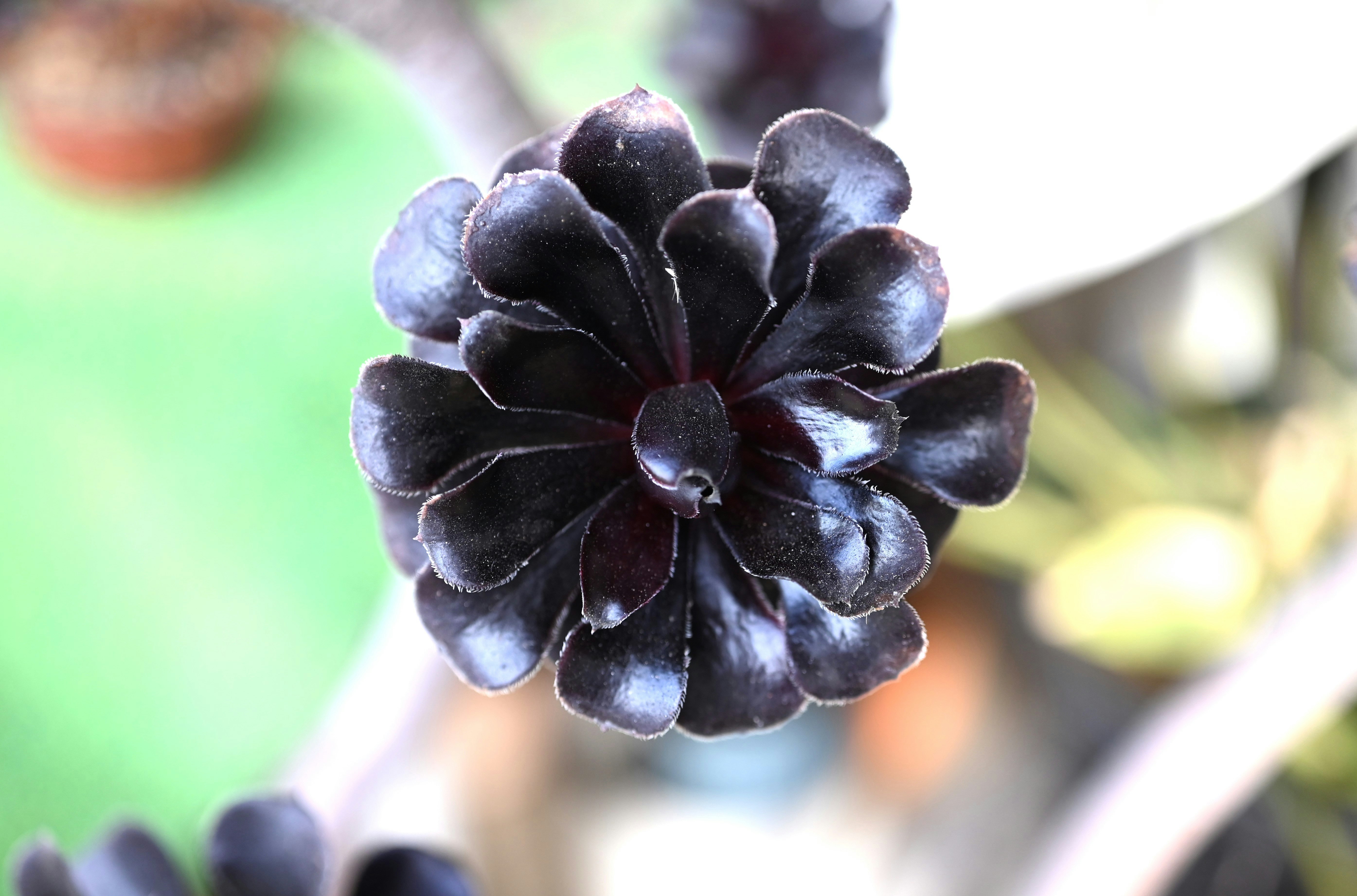 黒い多肉植物の花のような塊