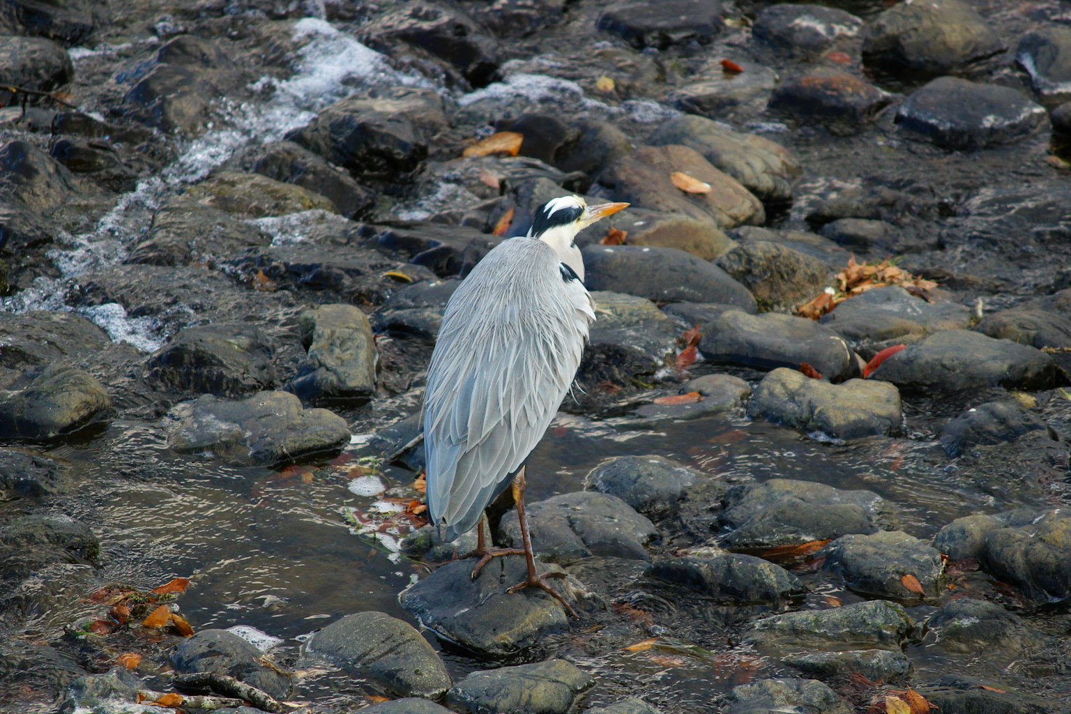 Airone grigio in piedi su rocce vicino all'acqua