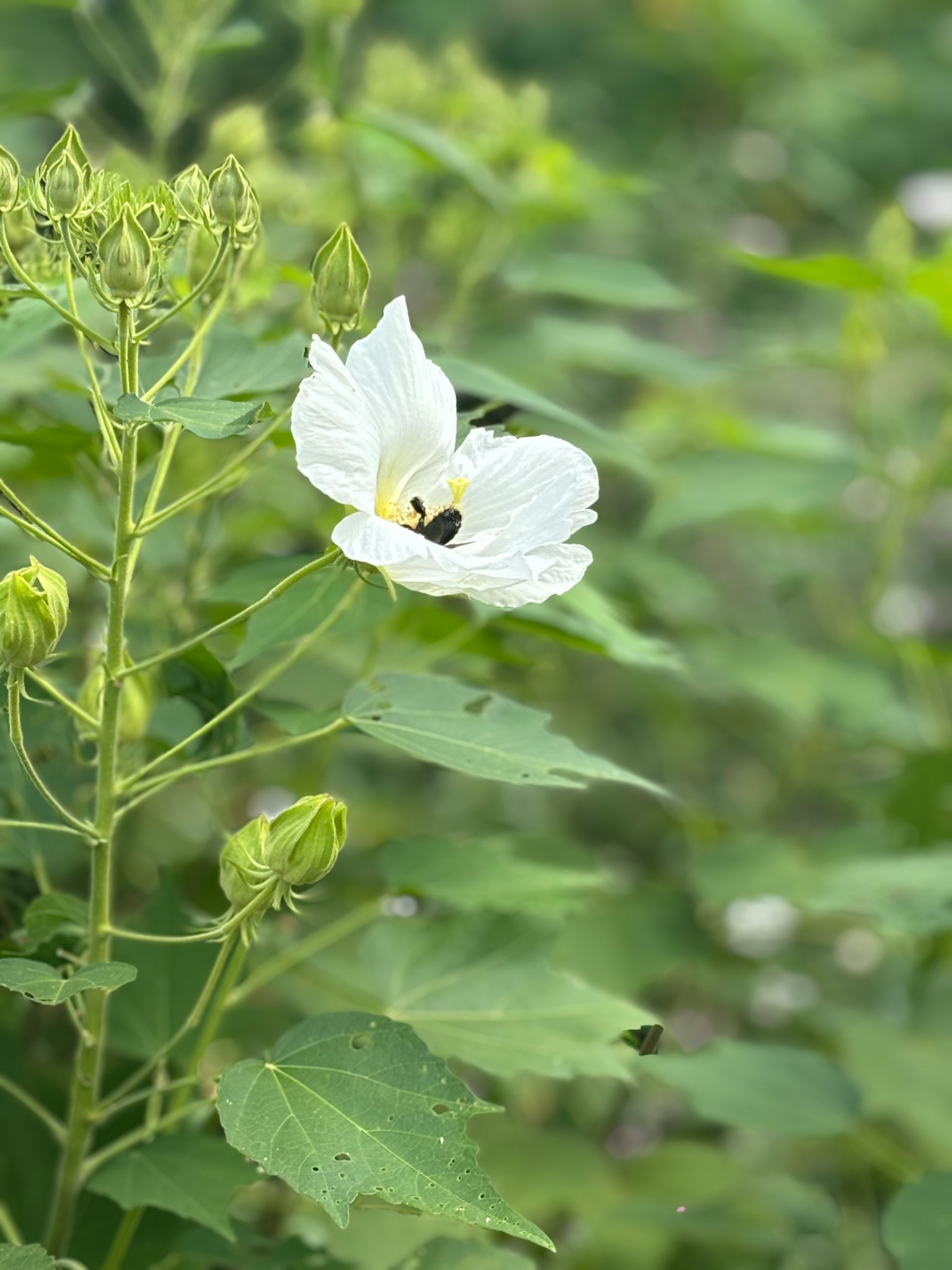 Une photo d'une fleur blanche avec des feuilles vertes dans un cadre naturel