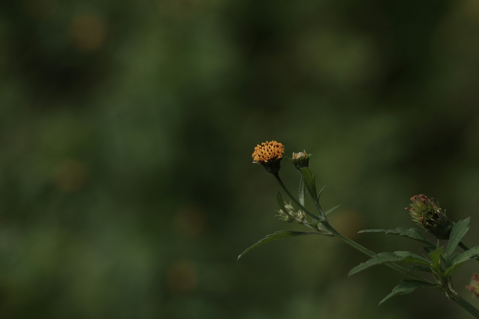 绿色背景下的橙色花朵特写