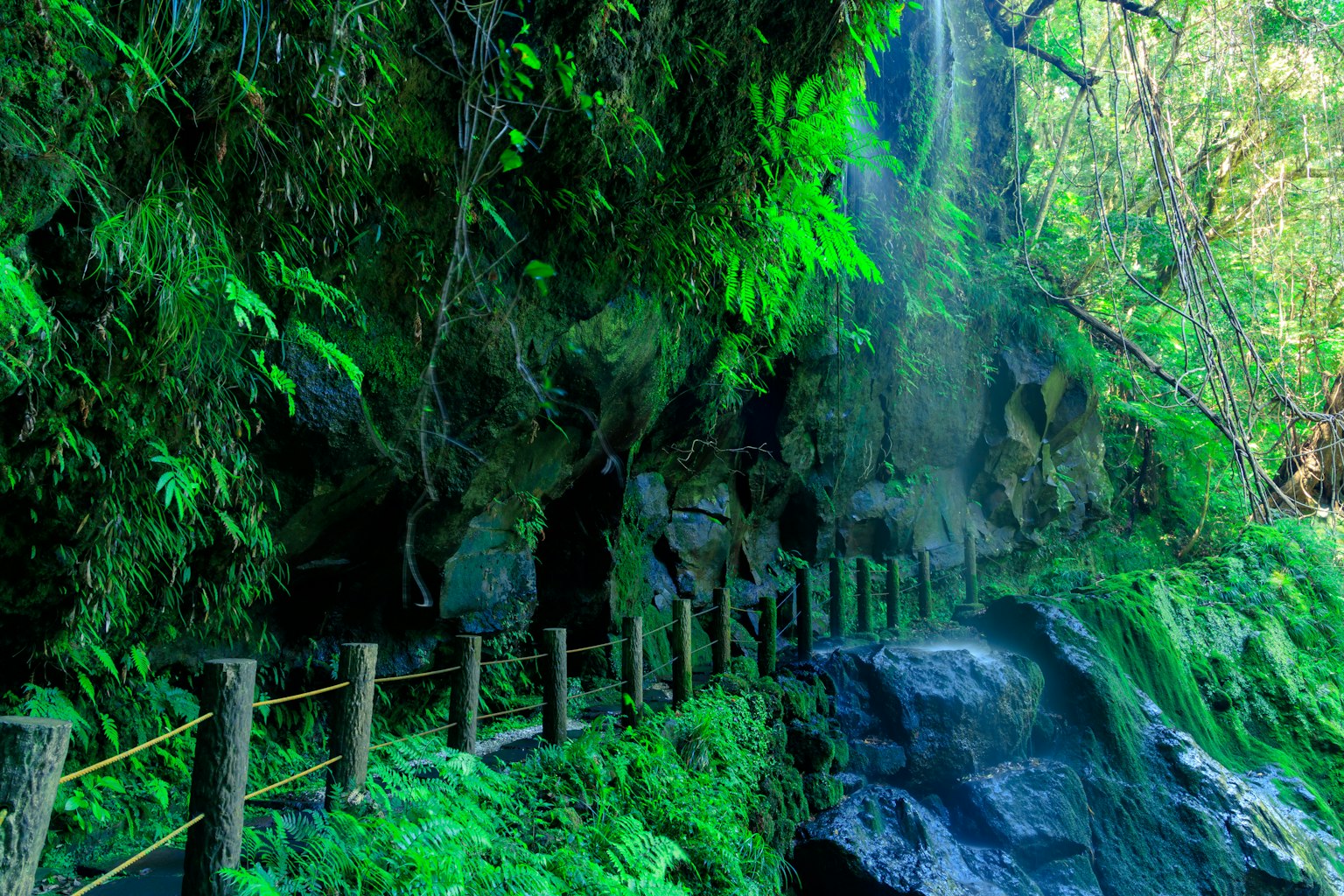 เส้นทางป่าไม้ที่สวยงามพร้อมความเขียวขจีและน้ำตก