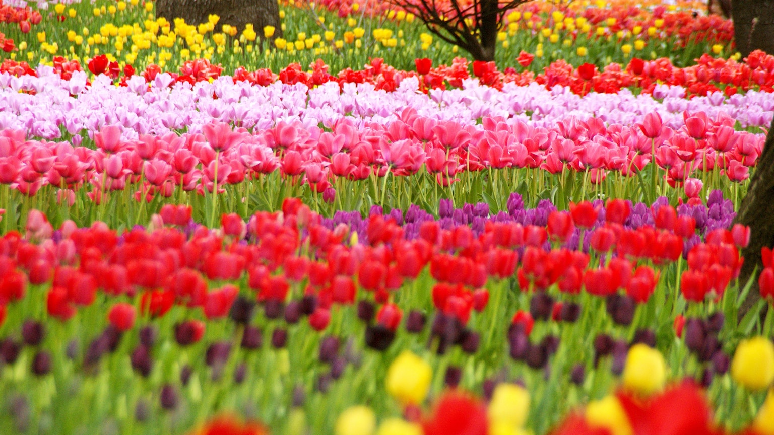 ทุ่งทิวลิปหลากสีที่มีเฉดสีดอกไม้ต่างๆ