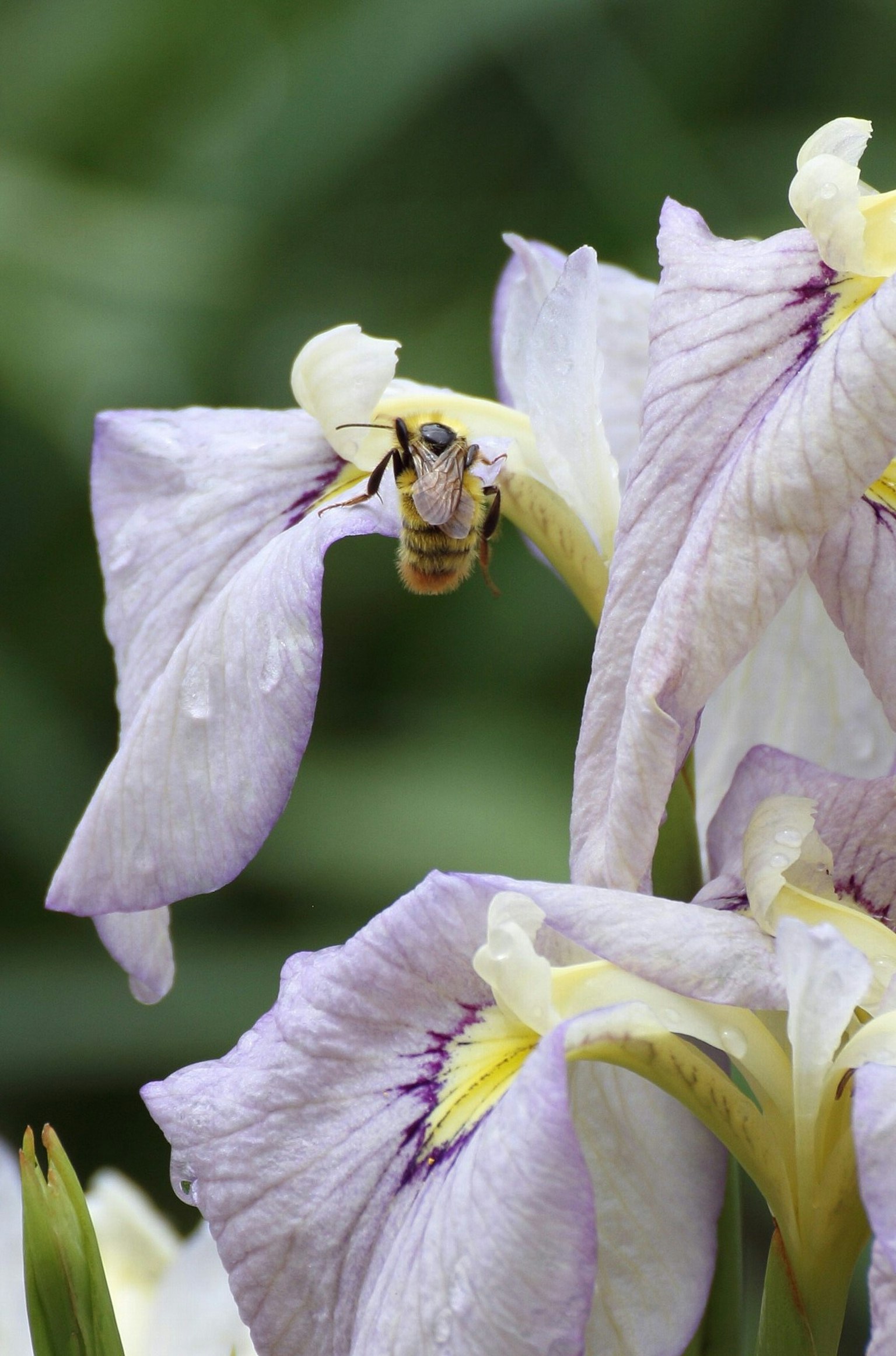 Close-up bunga iris ungu dengan lebah
