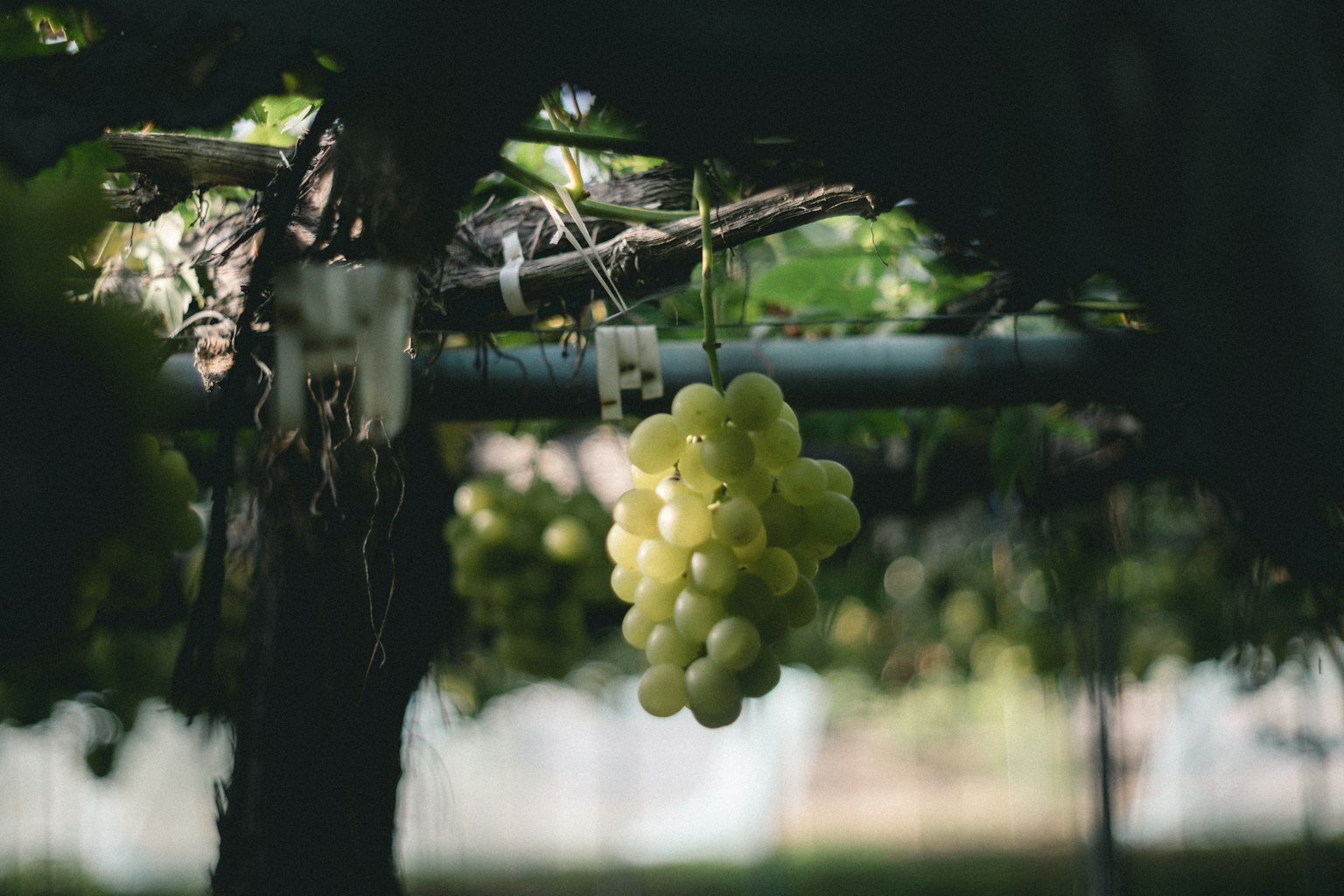 A bunch of green grapes hanging under a vine