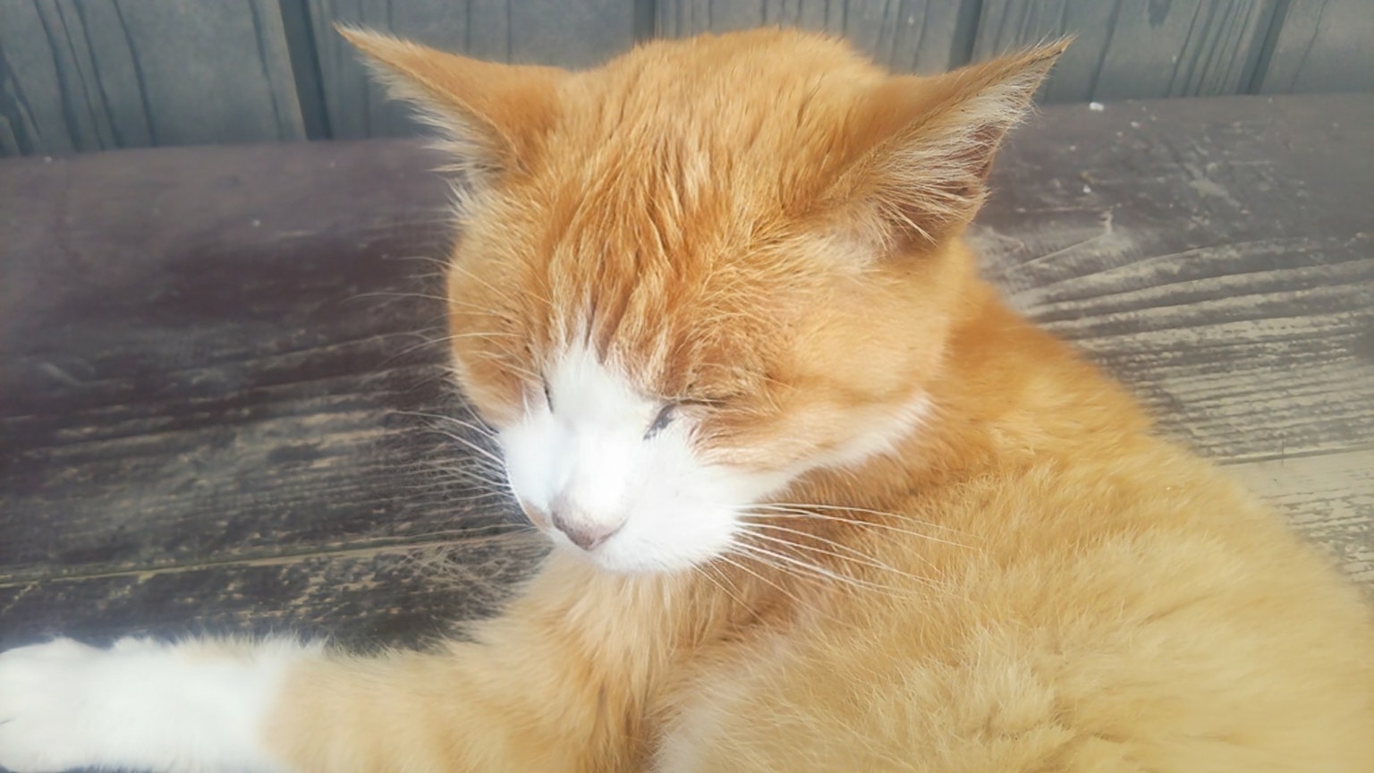 一只橙色的猫在木头上休息