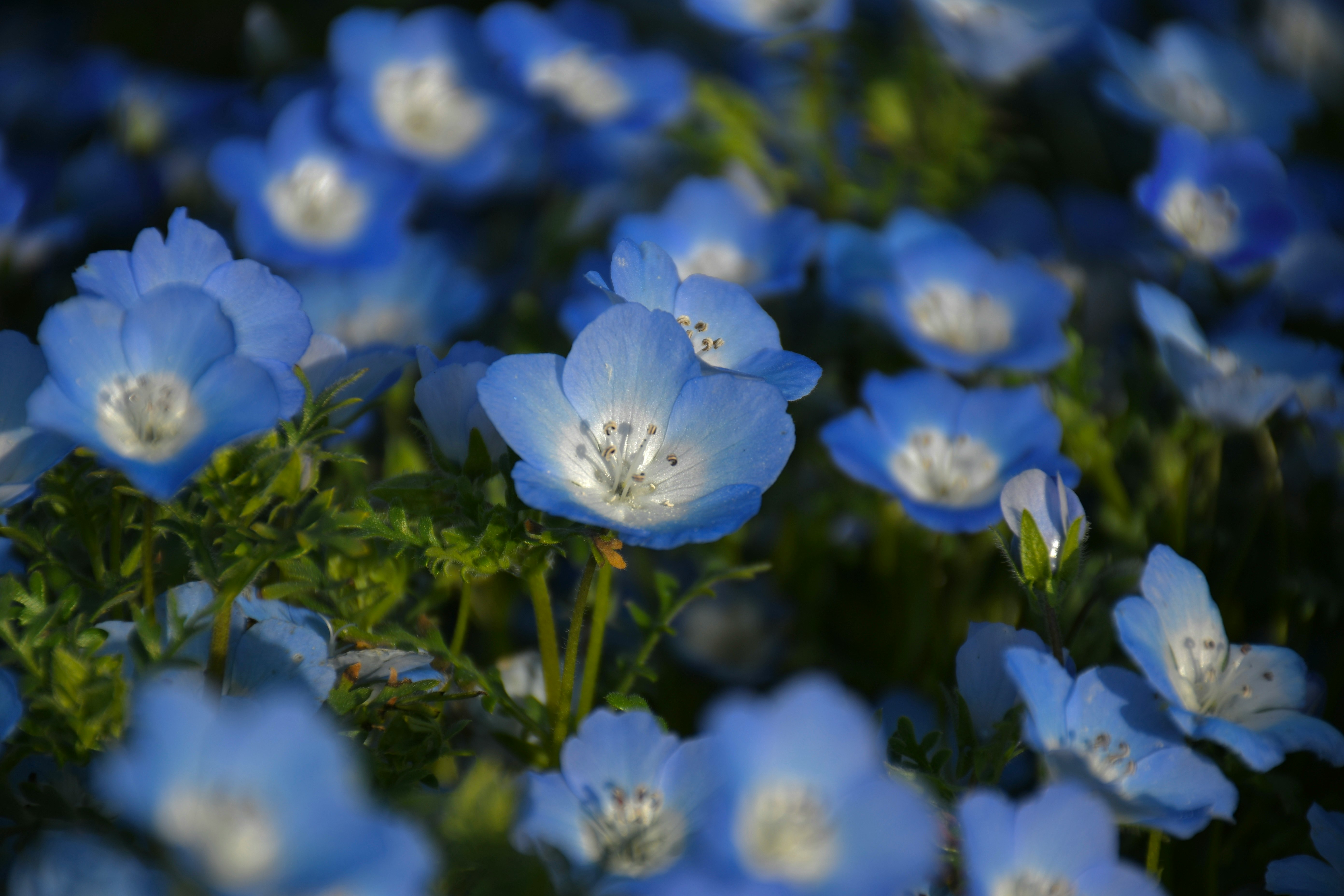 青い花が群生する花畑のクローズアップ