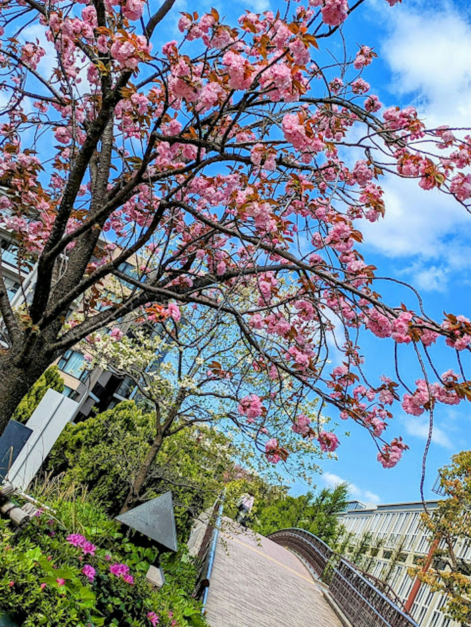 Arbre de cerisier avec des fleurs roses et ciel bleu
