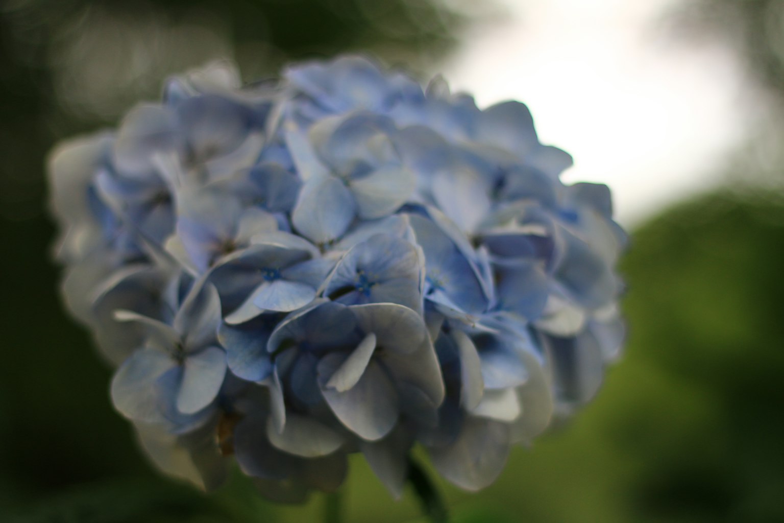 蓝色花朵的特写，柔软的花瓣层和模糊的绿色背景