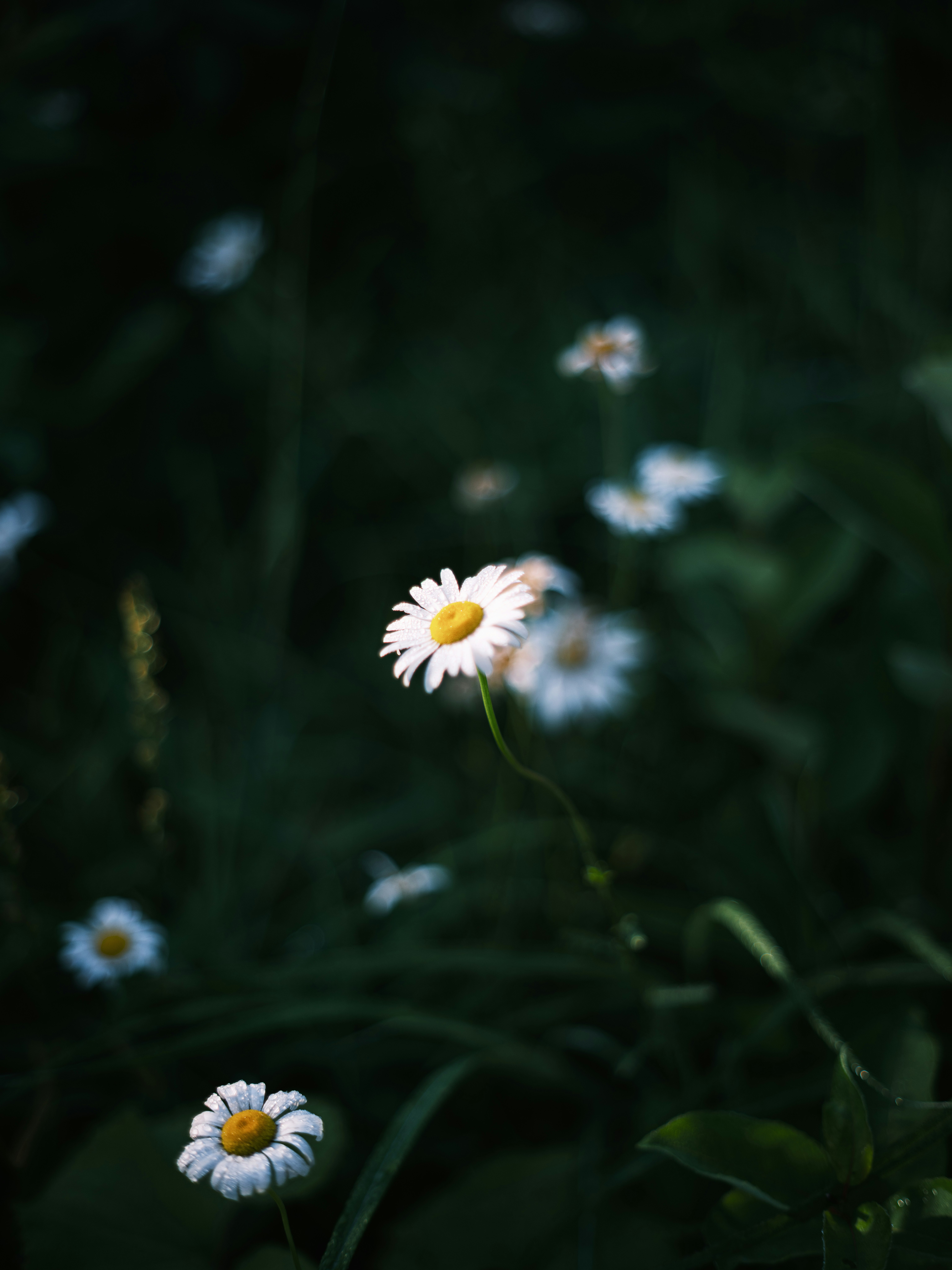 暗い背景の中で咲く小さなデイジーの花
