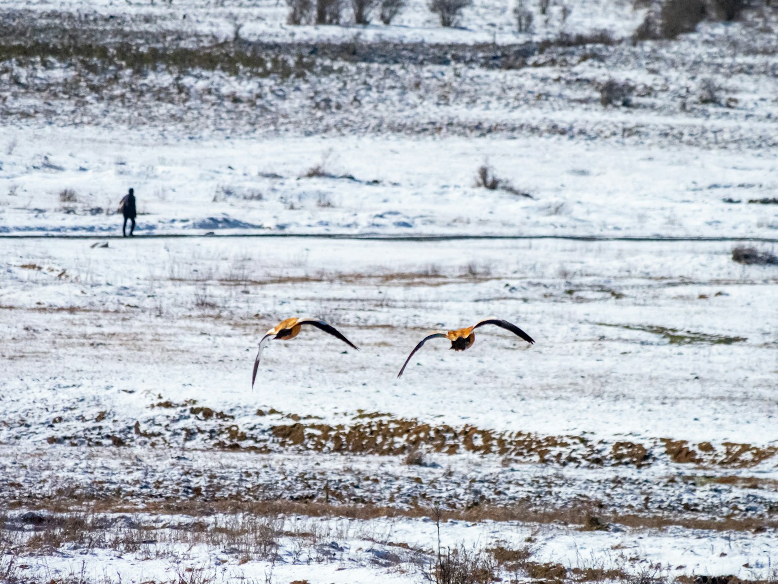 Two birds flying over a snow-covered landscape with a person in the distance