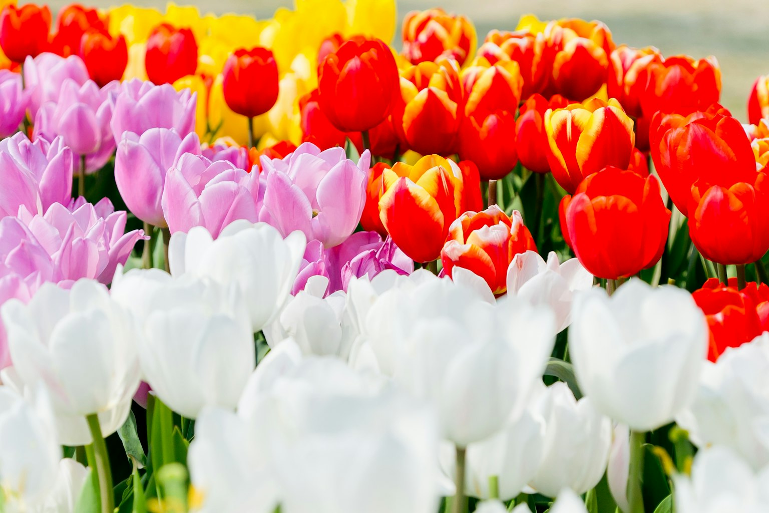 Bunte Tulpenfelder mit roten, gelben, rosa und weißen Tulpen in Blüte
