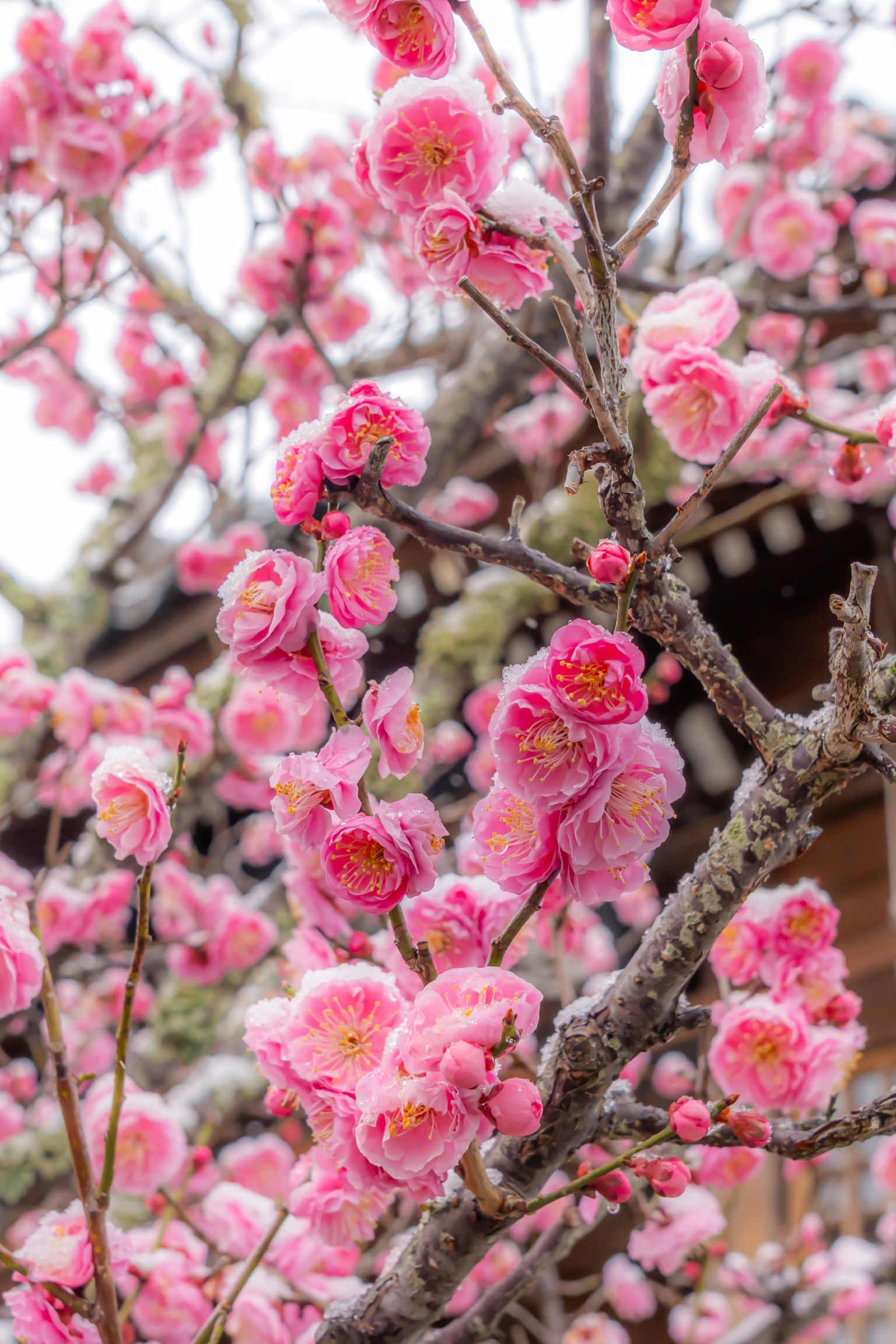 Kedekatan bunga sakura yang indah di pohon