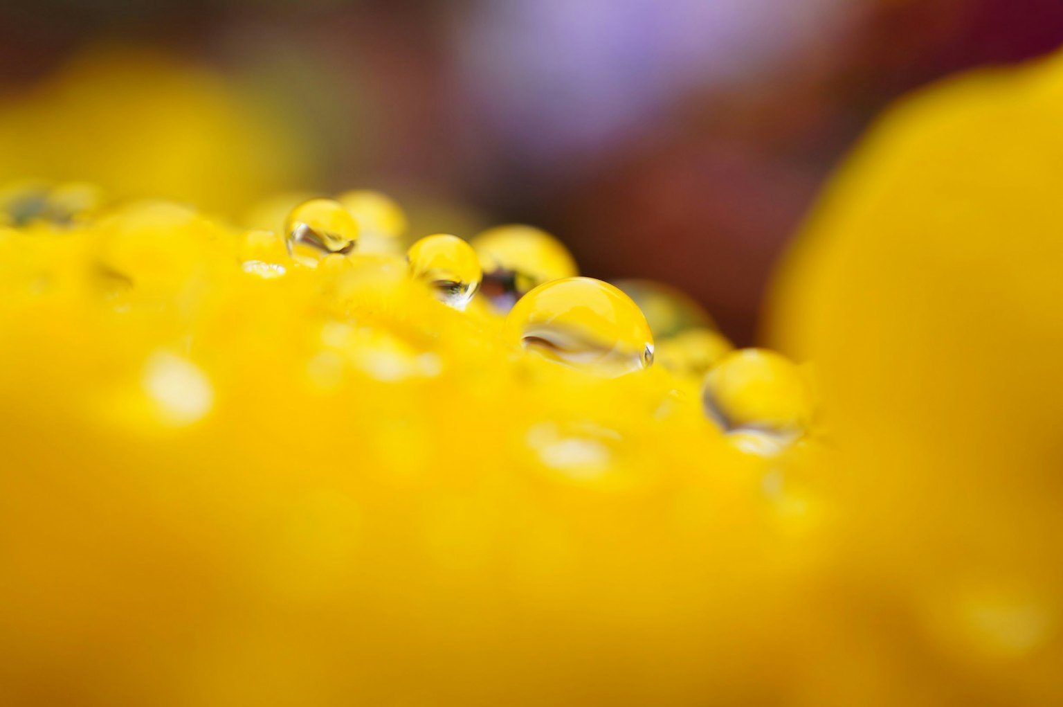 Gros plan de gouttes d'eau scintillant sur des pétales jaunes