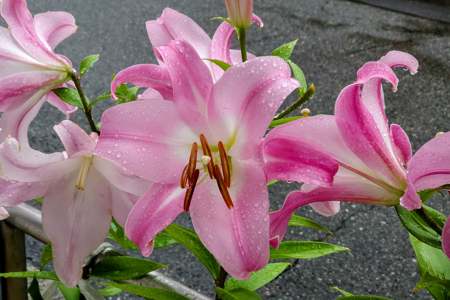 美麗的粉紅色百合花盛開，帶著雨滴