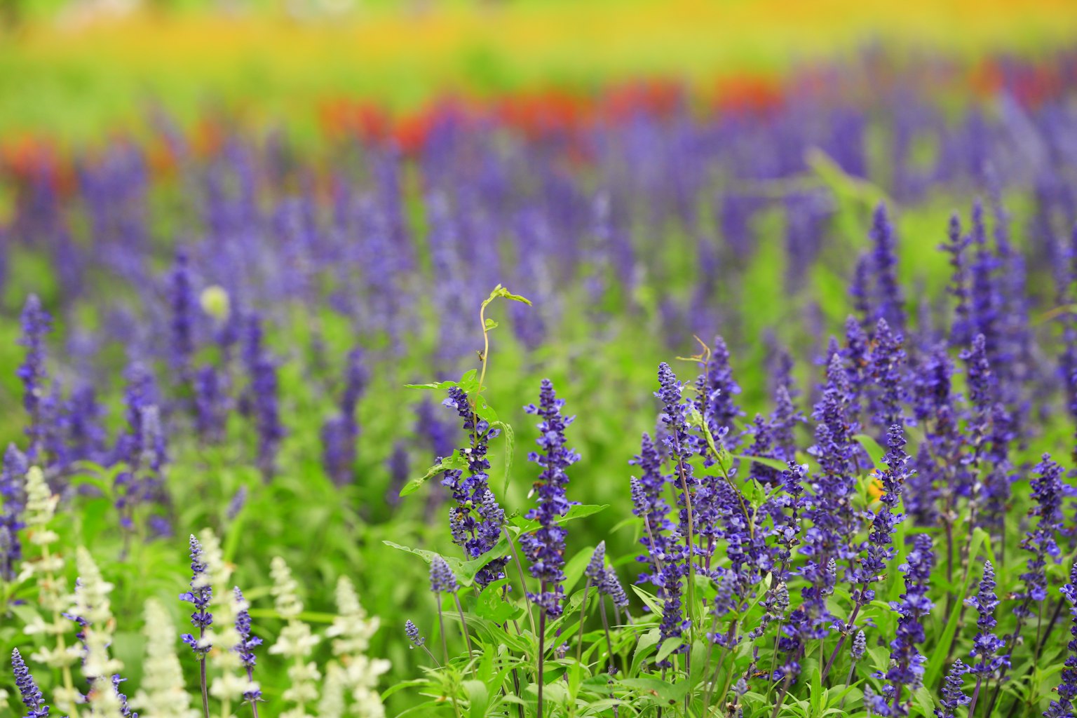 Un hermoso campo de flores con flores moradas en flor