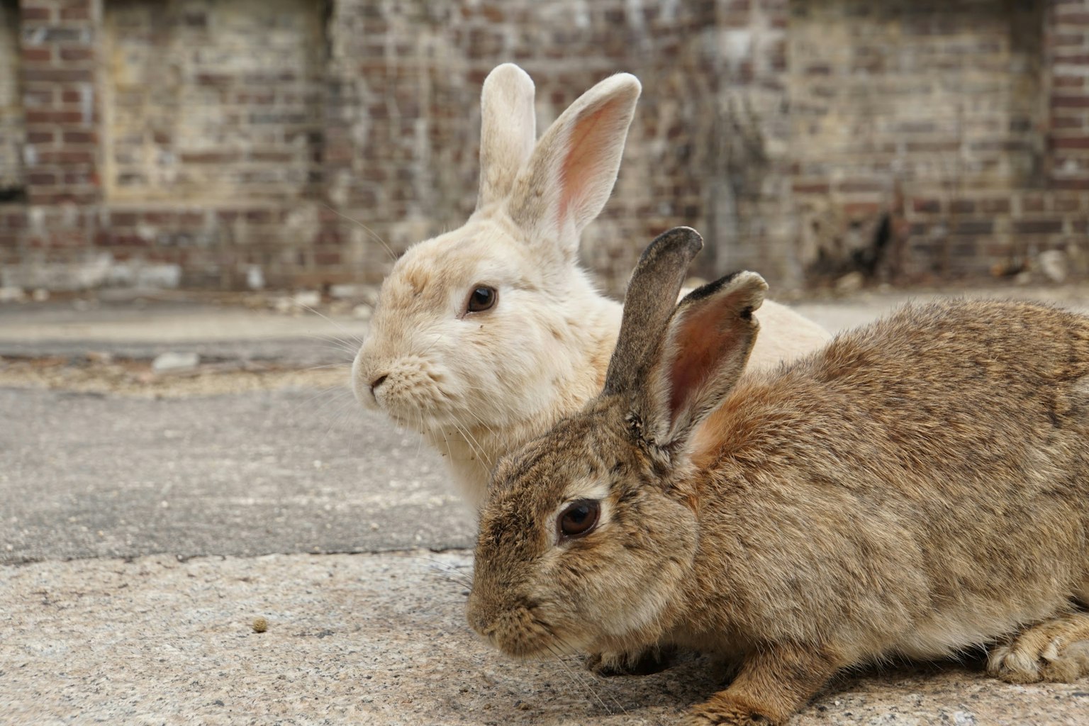 Un lapin blanc et un lapin brun allongés côte à côte sur une surface rugueuse