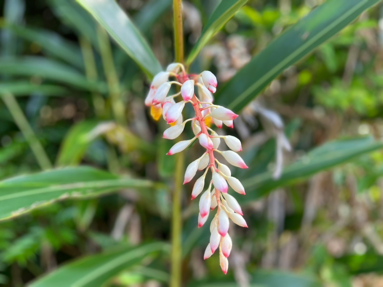 花穂が垂れる多肉植物のマクロ画像