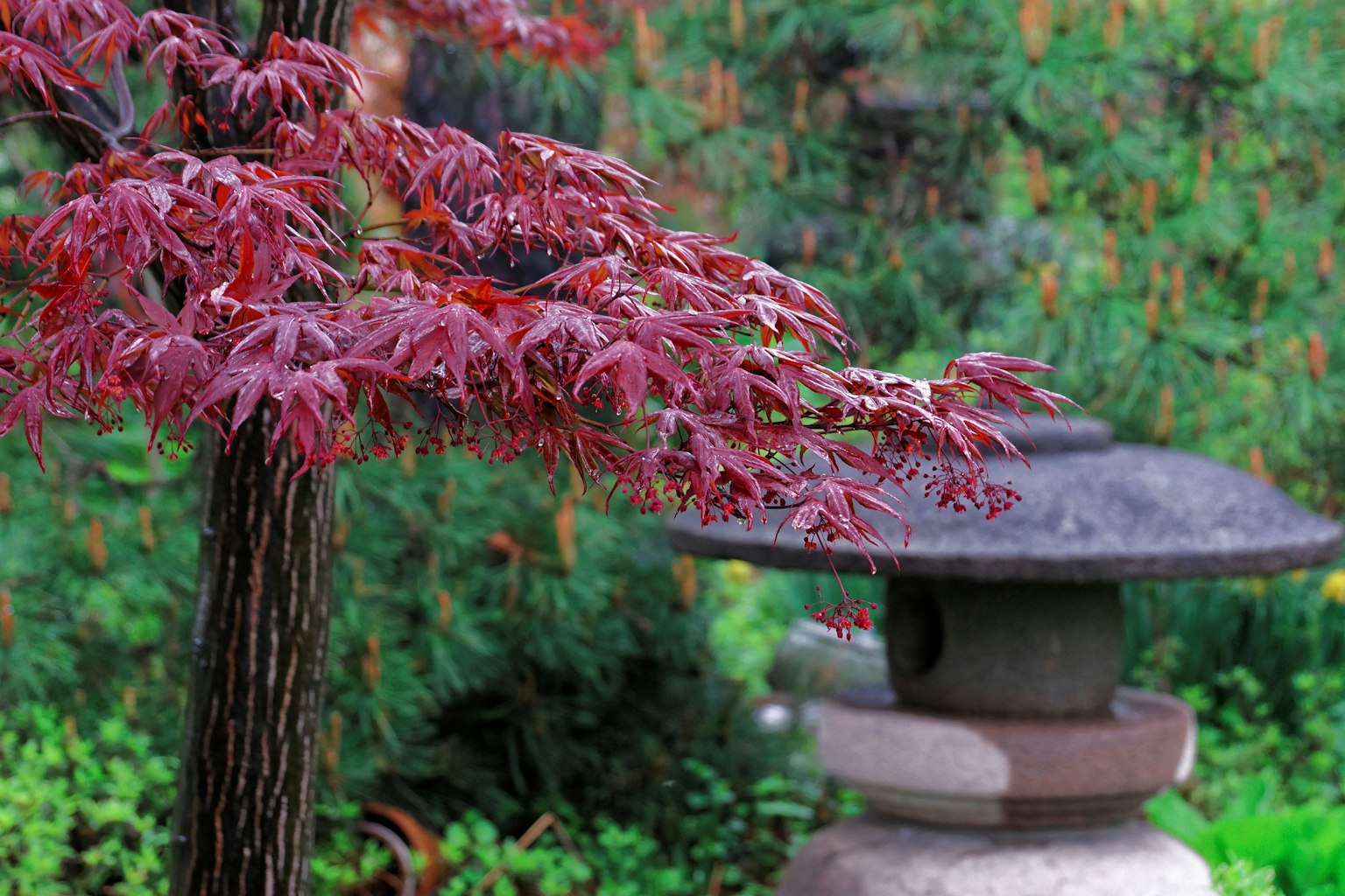 Scène de jardin japonais avec un érable rouge et une lanterne en pierre