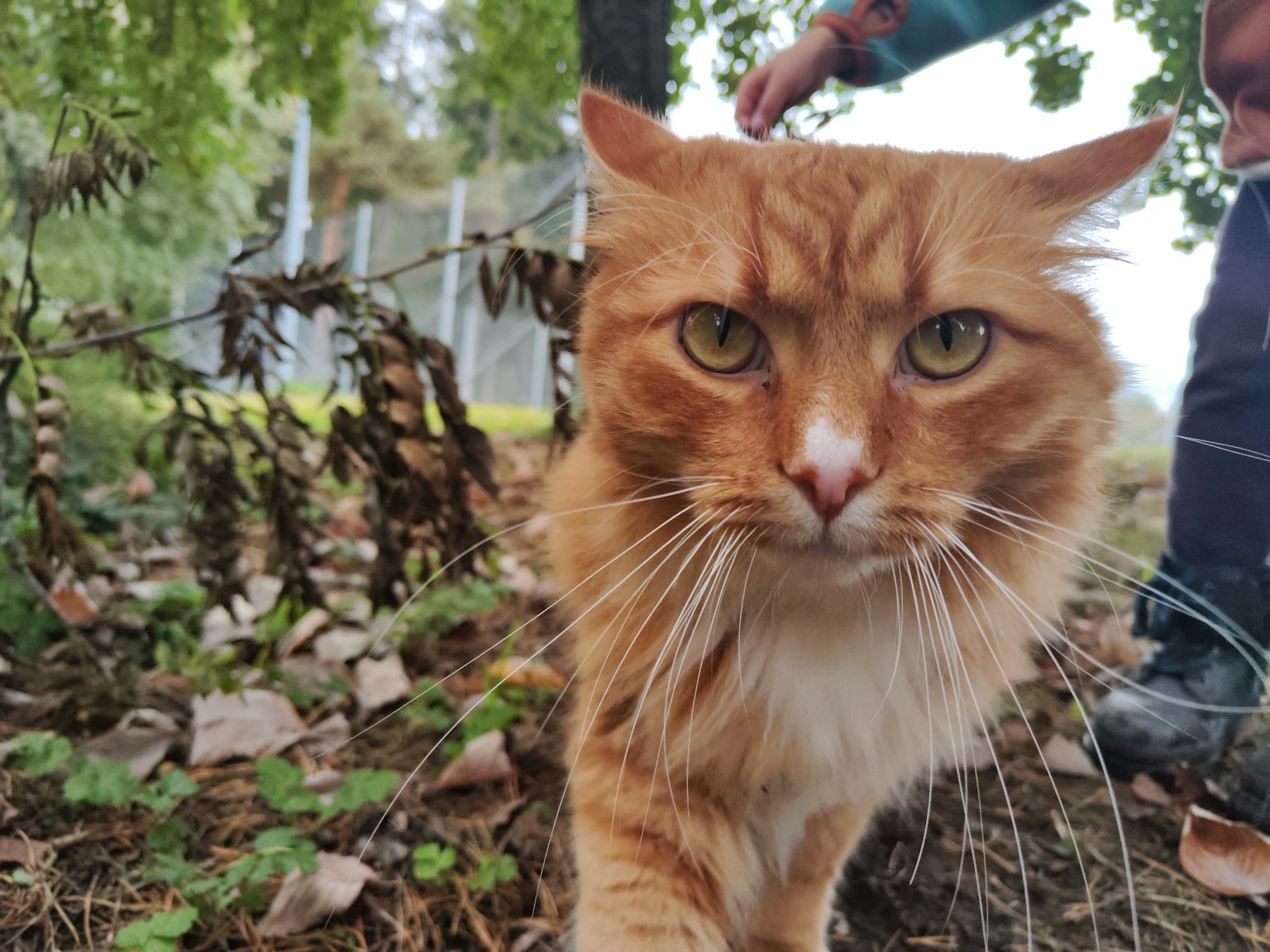 一只橙色长毛猫的特写镜头正在靠近，背景有干枯的叶子和一个人的手