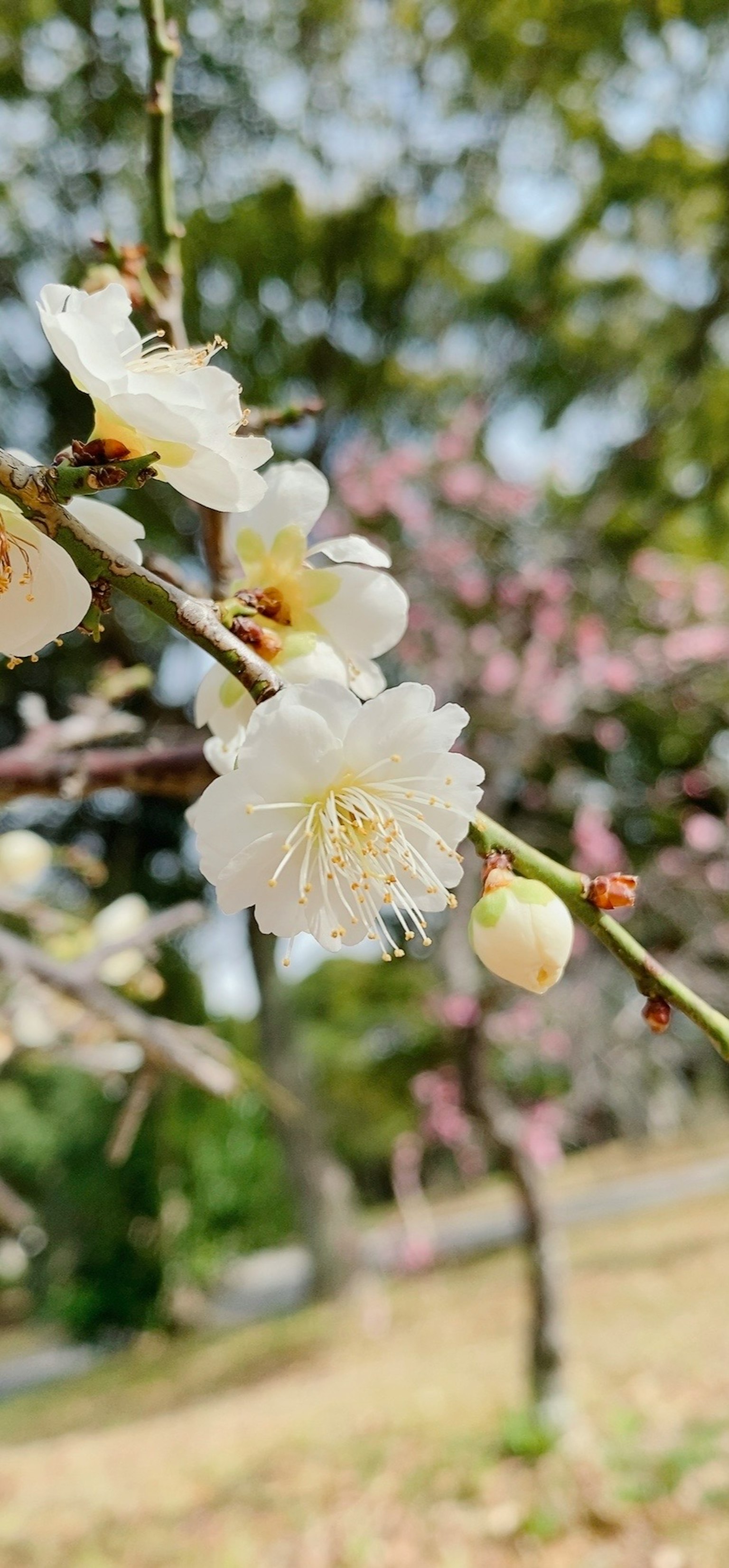 Gros plan de fleurs blanches sur une branche avec des fleurs roses en arrière-plan