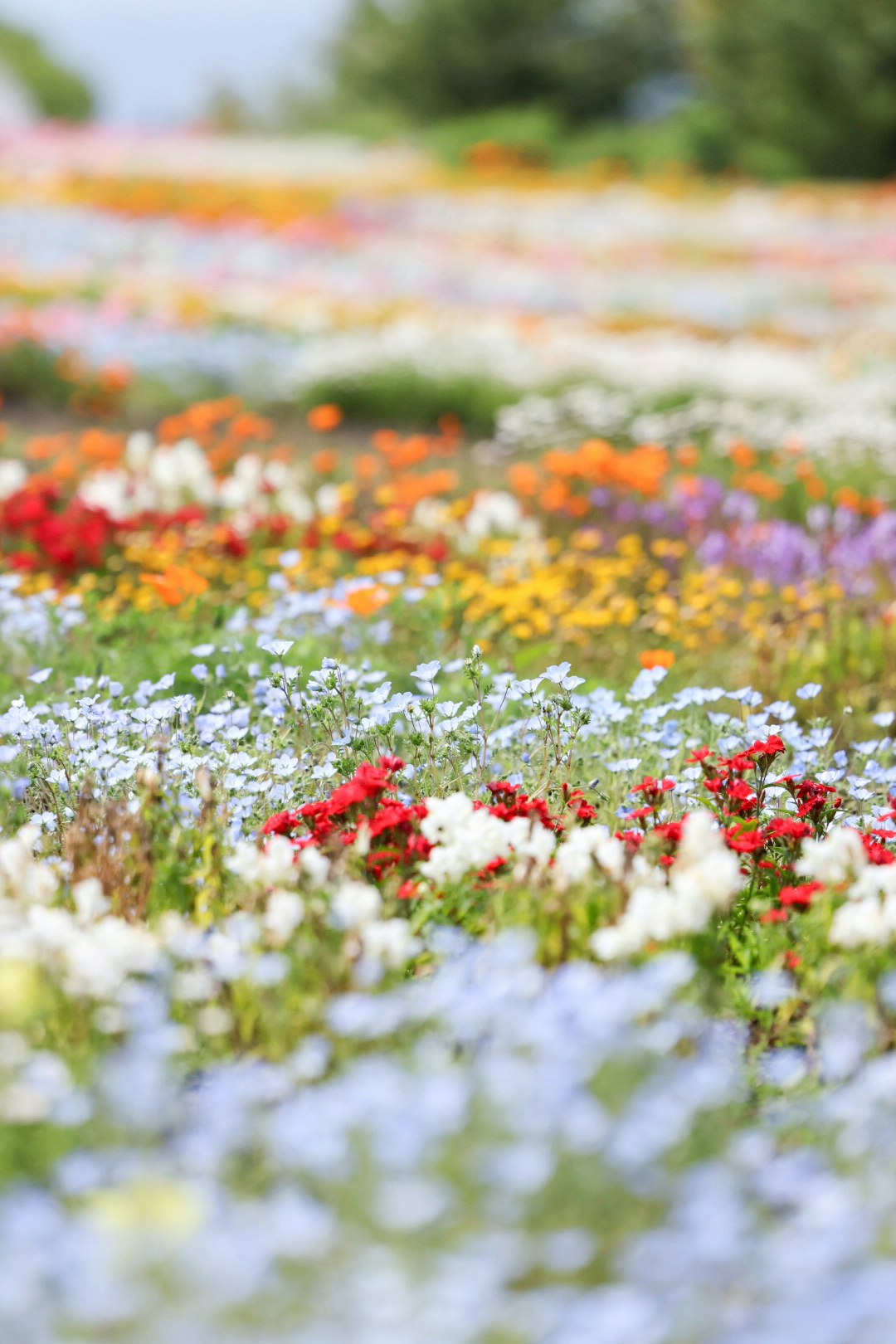 色とりどりの花畑のボケた前景