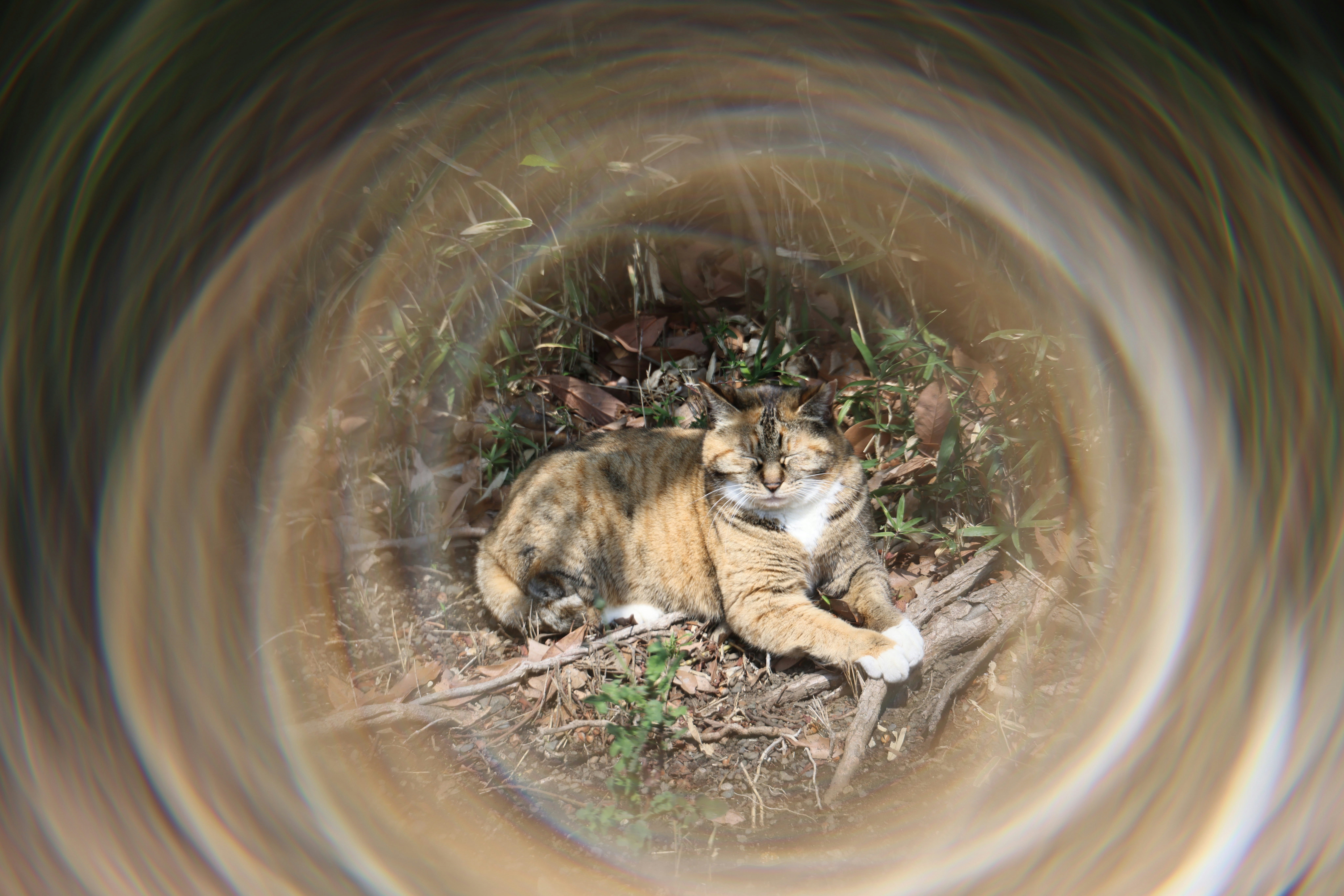 Deux chats blottis dans l’herbe, un matin