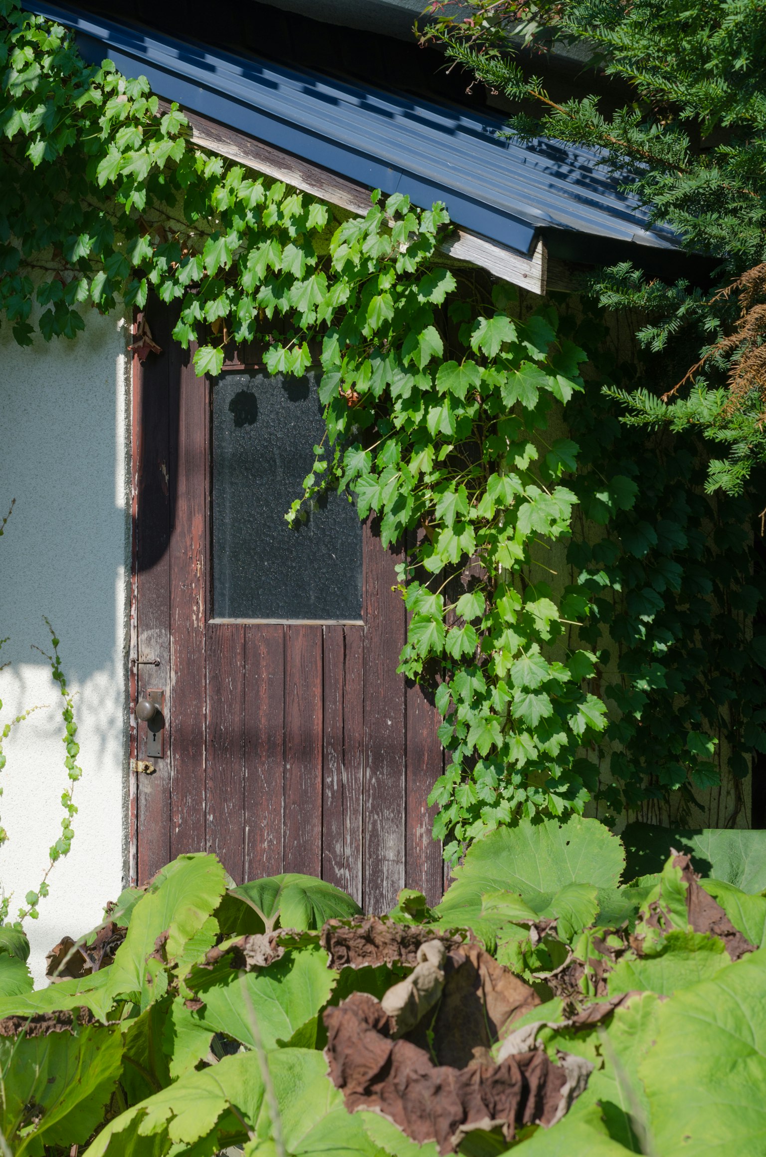 Porta in legno coperta di viti verdi con un capanno a pareti bianche
