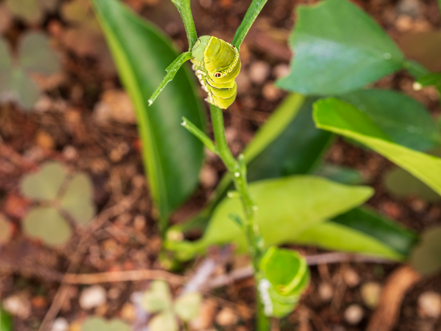A plant stem with two green caterpillars nestled among green leaves