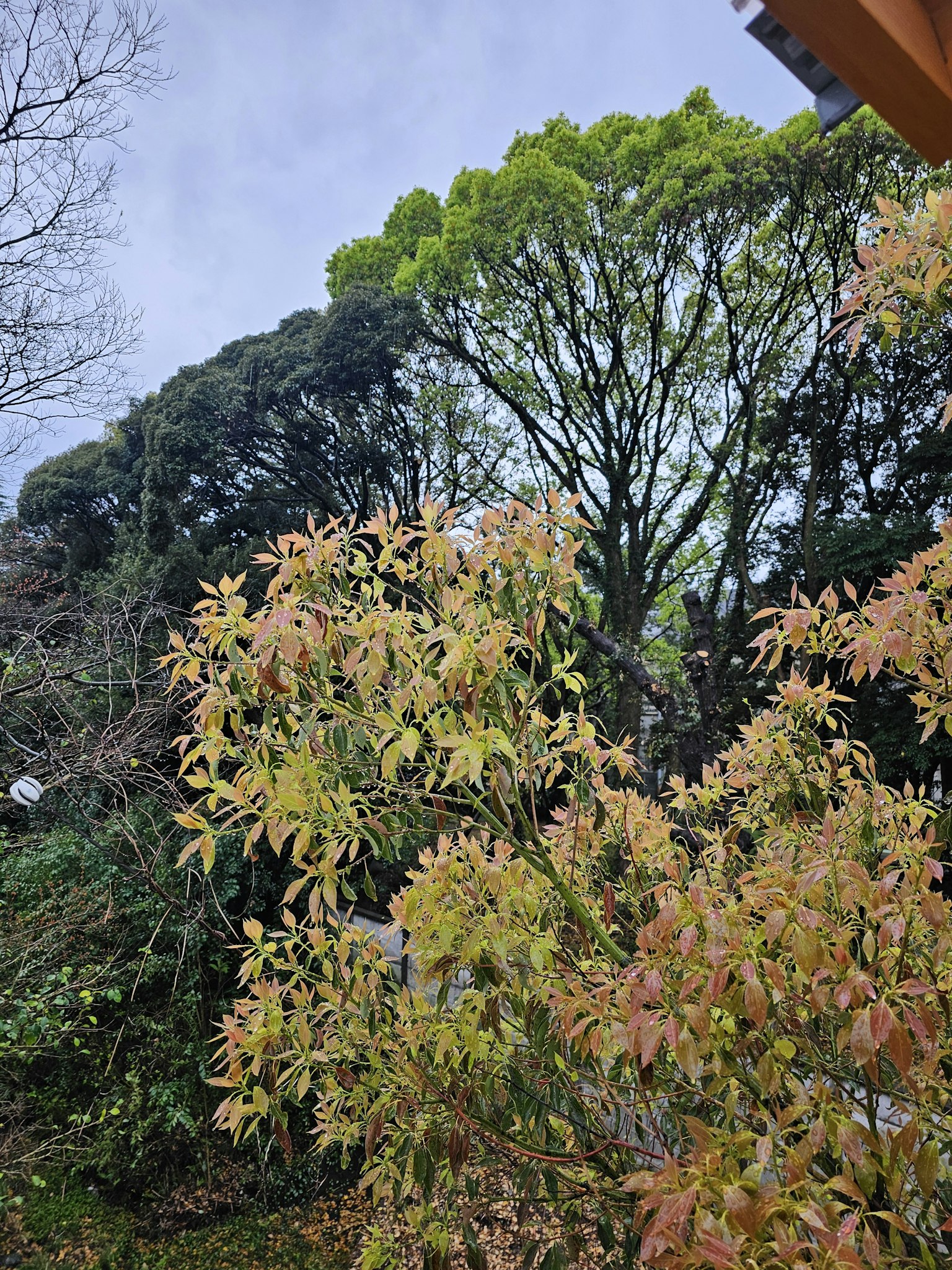 風景圖片，特徵為綠色和棕色的樹木