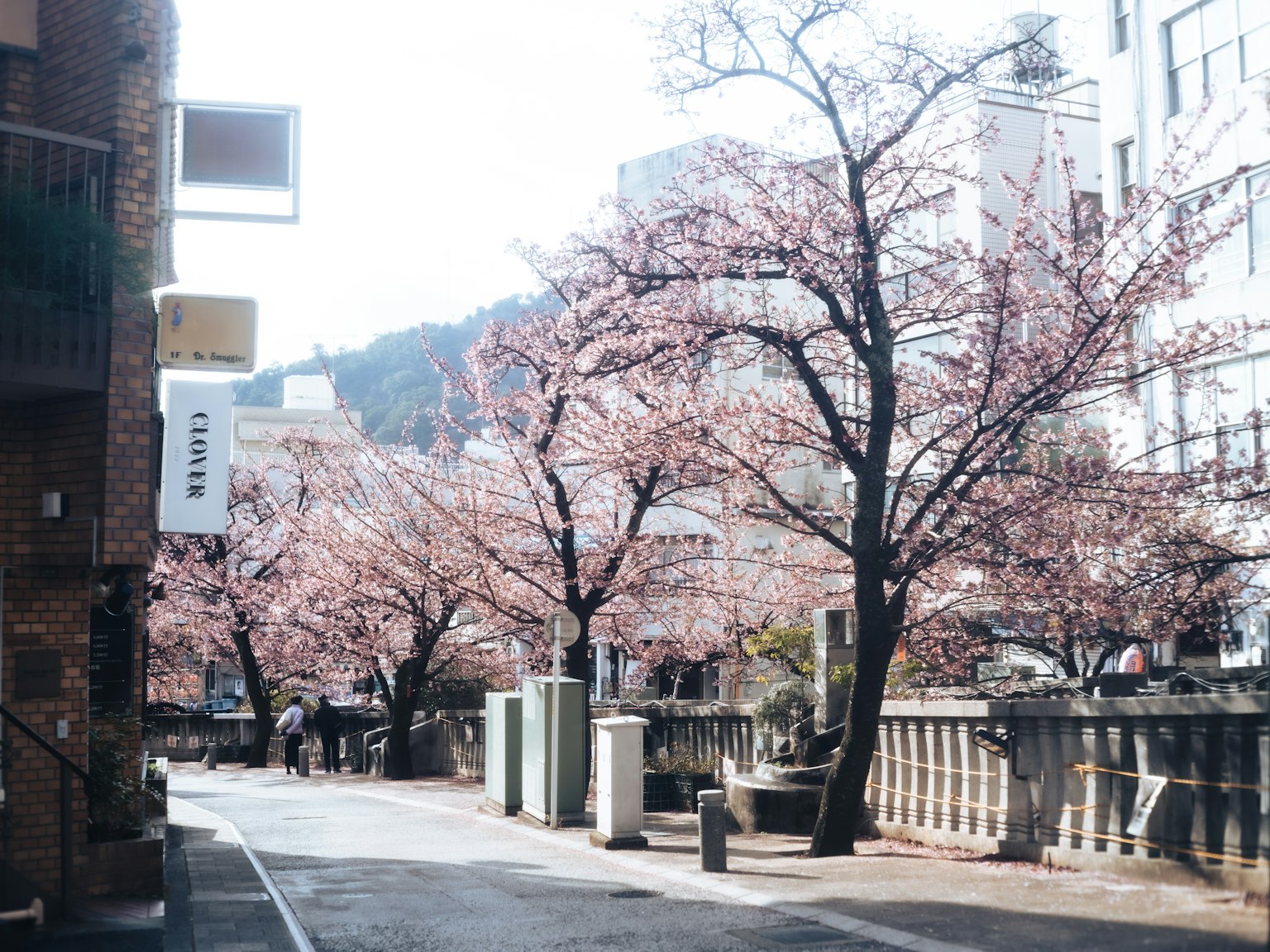 Jalan pemandangan yang dipenuhi pohon sakura