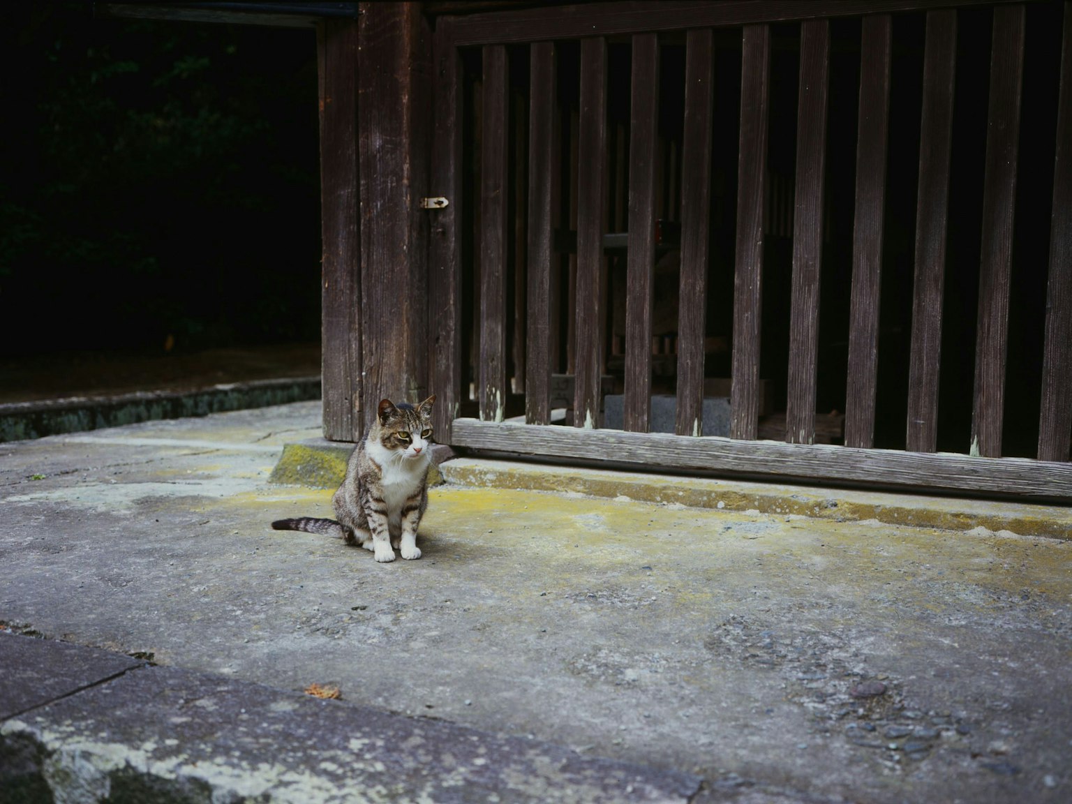 A cat sitting in front of a wooden fence in a quiet setting