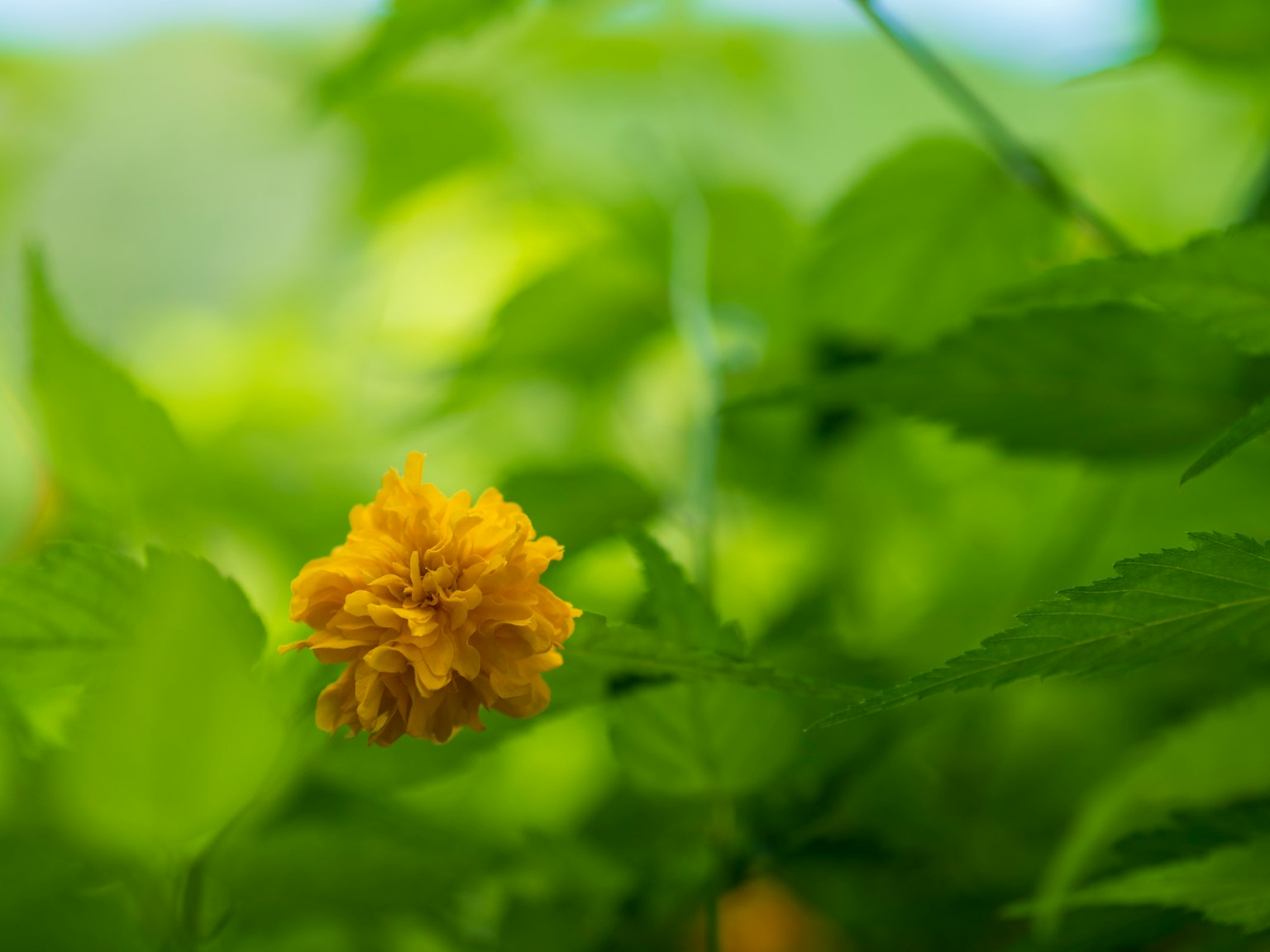 Lebendige gelbe Blume umgeben von grünen Blättern