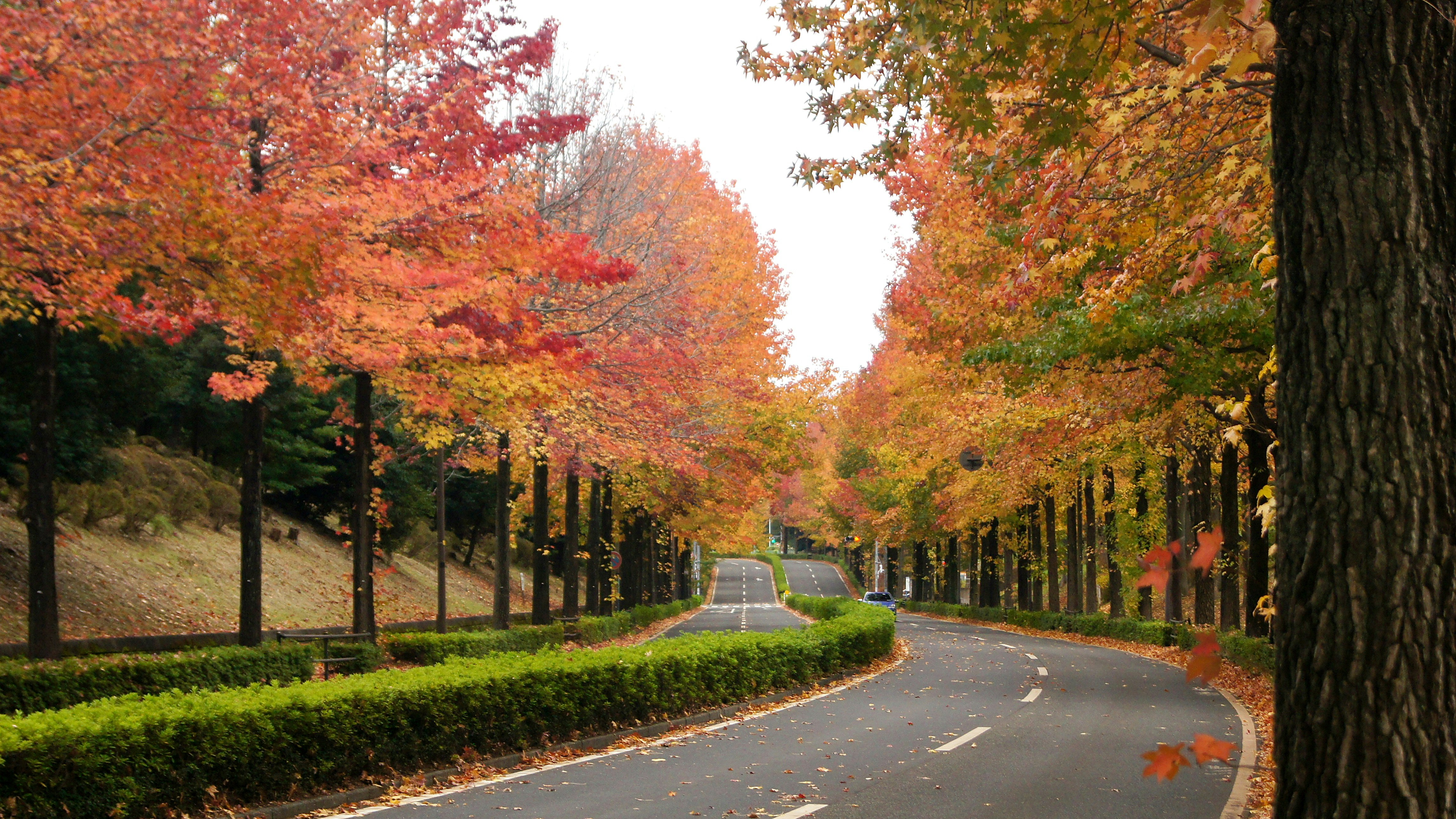 紅葉の並木道を走る車道と街路樹のトンネル