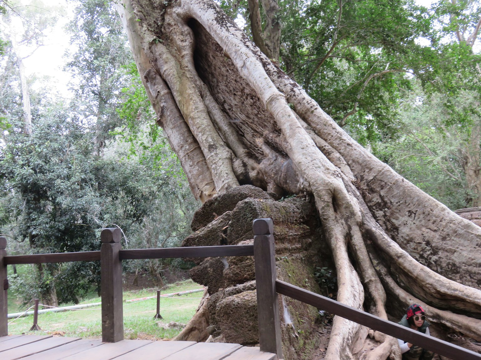 A large tree with prominent roots in a park setting