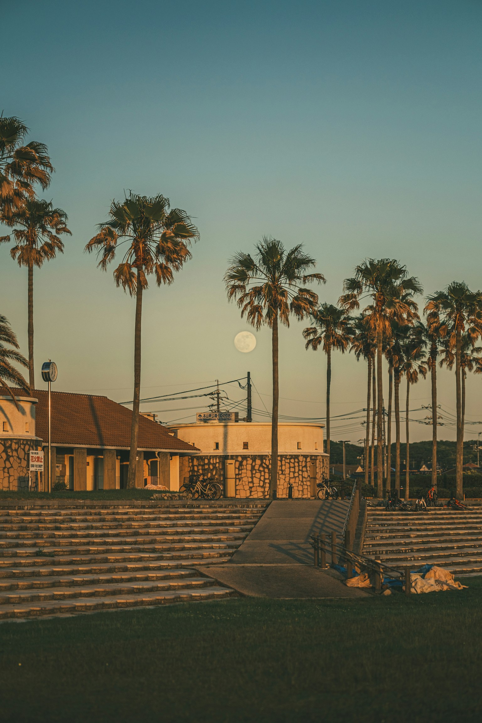 Palme con una luna crescente al tramonto