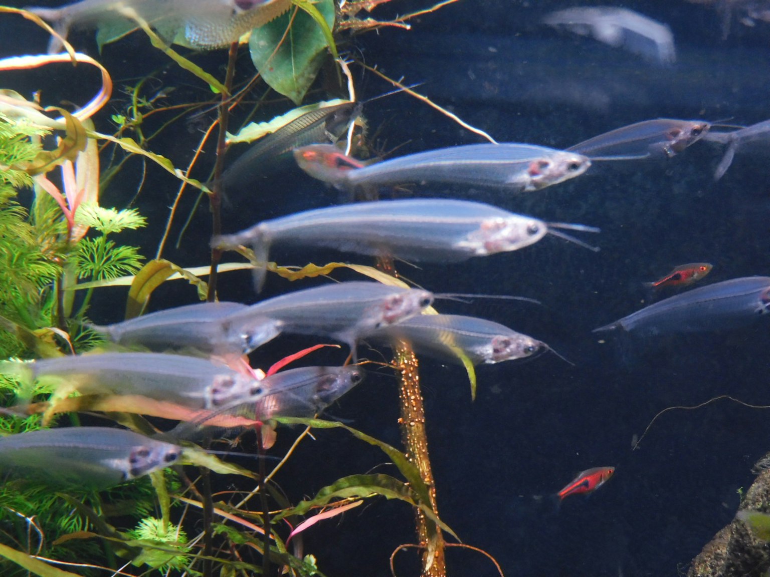Sekumpulan ikan transparan berenang di antara tanaman air