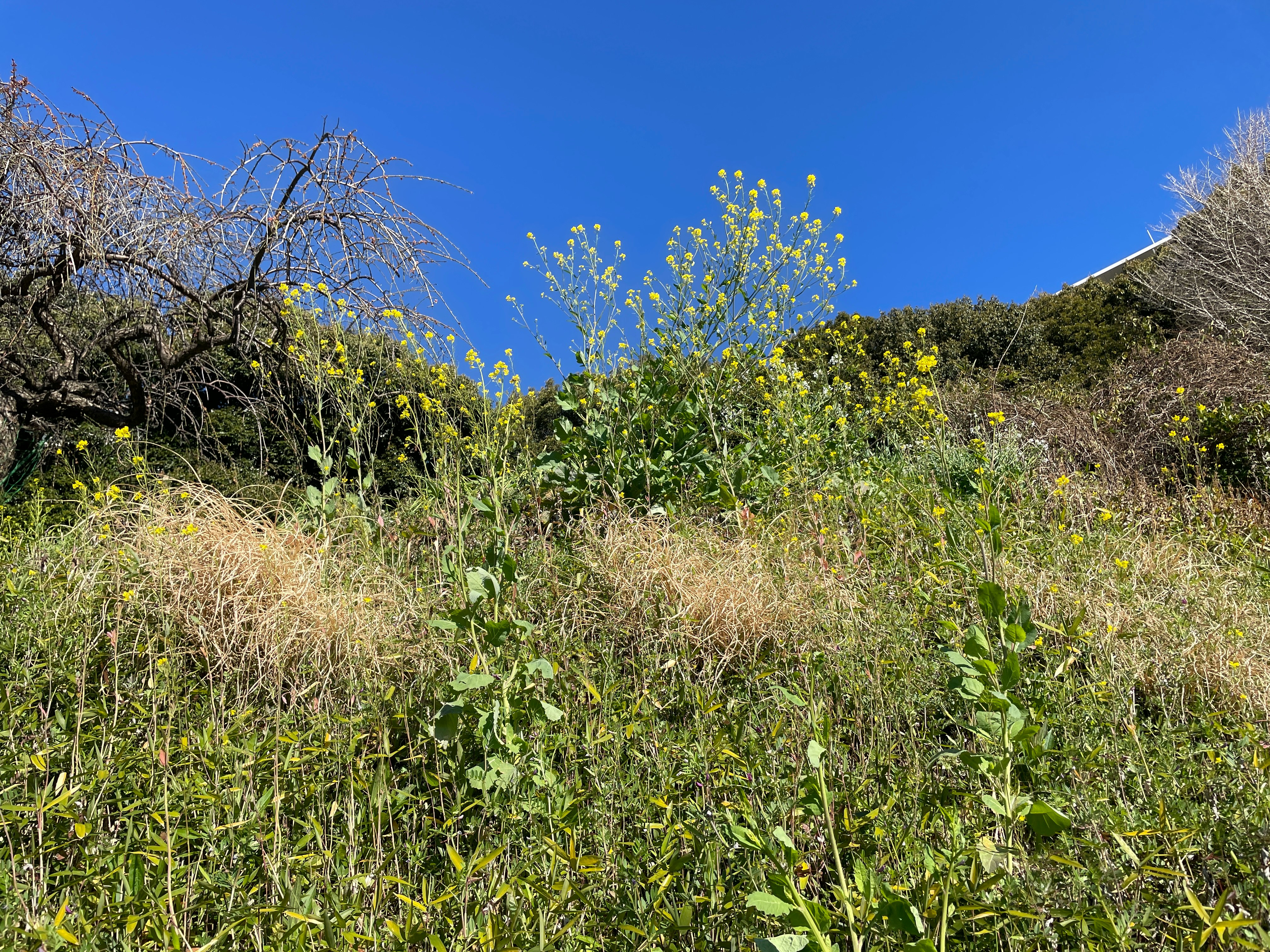 Berghang mit gelben Blüten unter klarem blauem Himmel