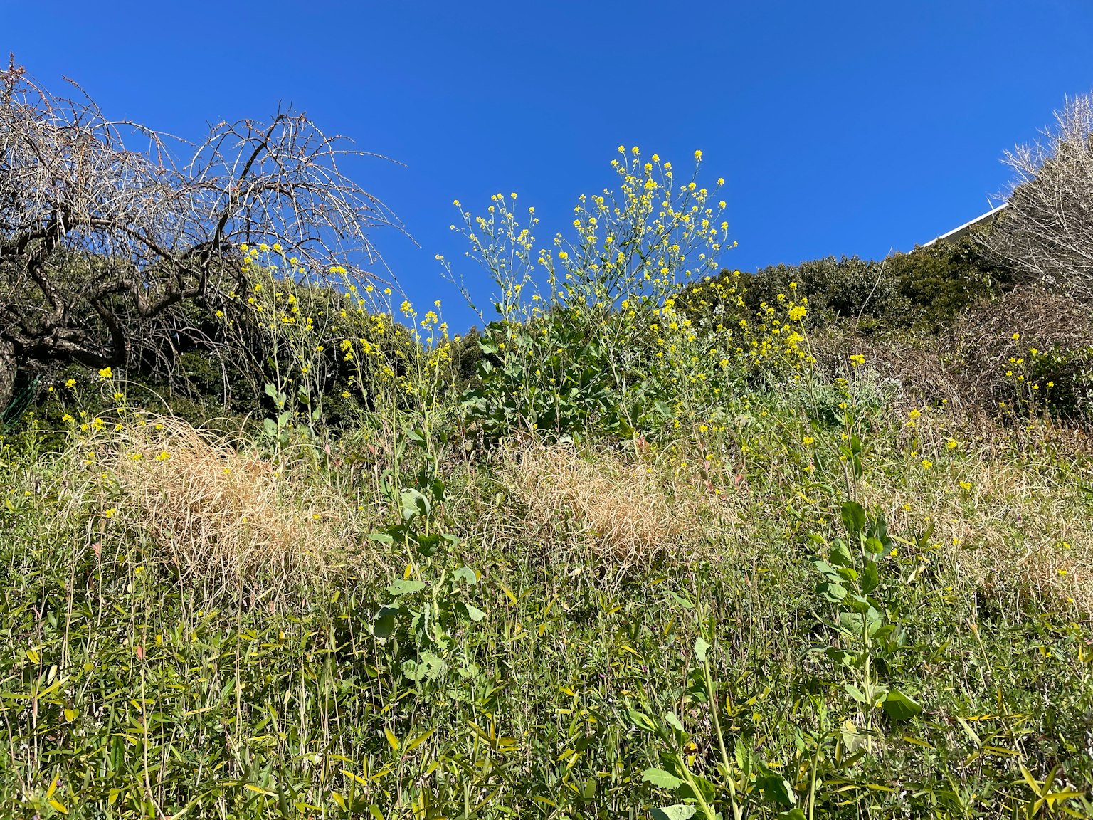 Una collina con erba verde e fiori gialli contro un cielo blu