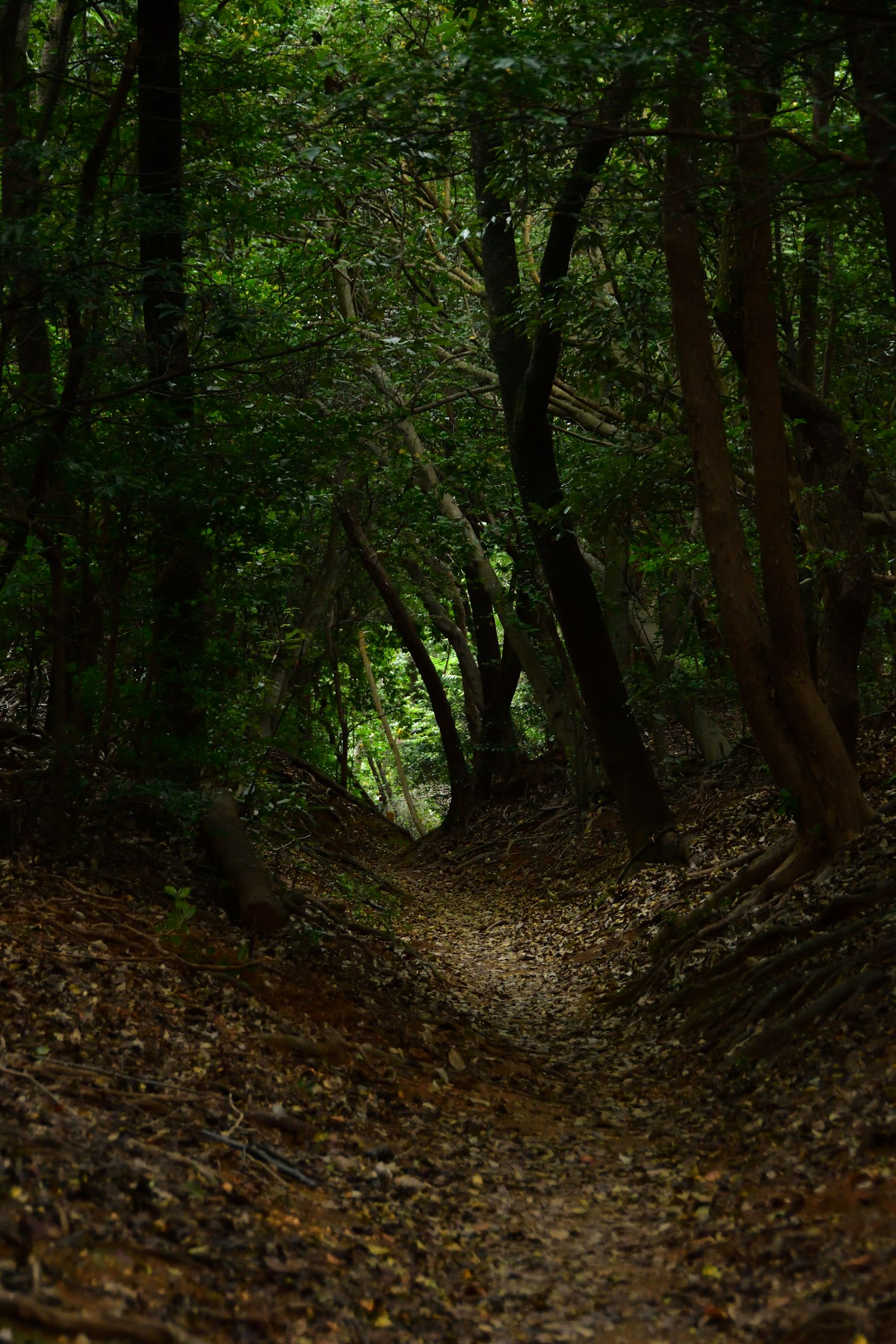 Schmaler Weg, der durch einen dichten Wald mit grünem Laub windet