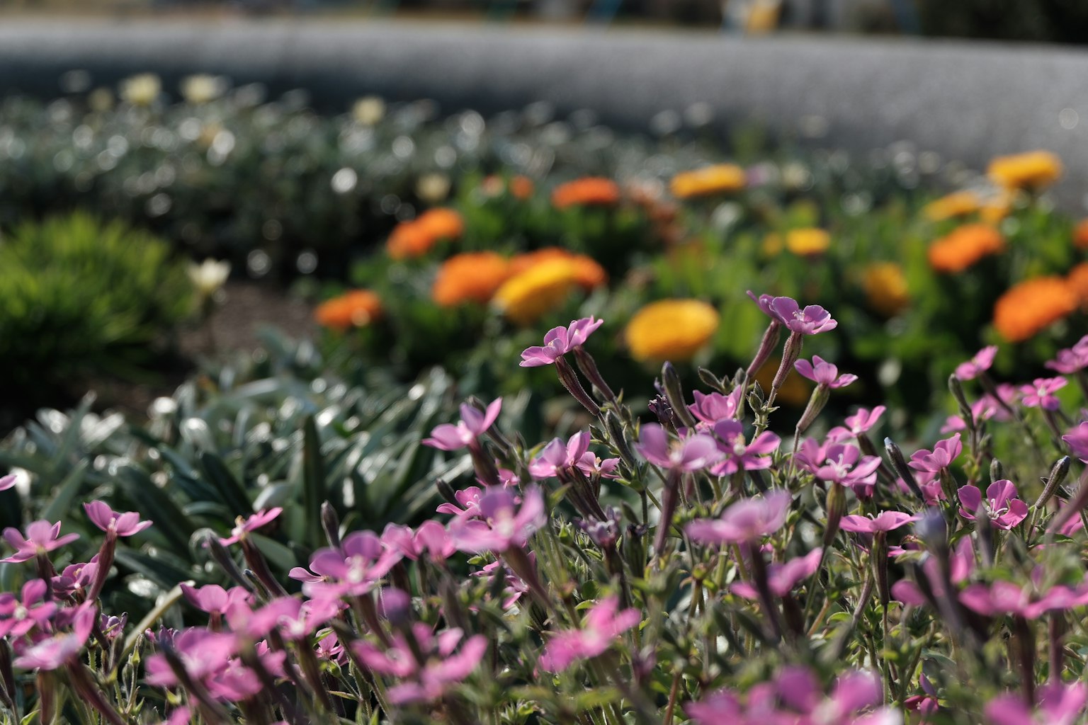 Escena de jardín colorida con flores rosas y naranjas en flor