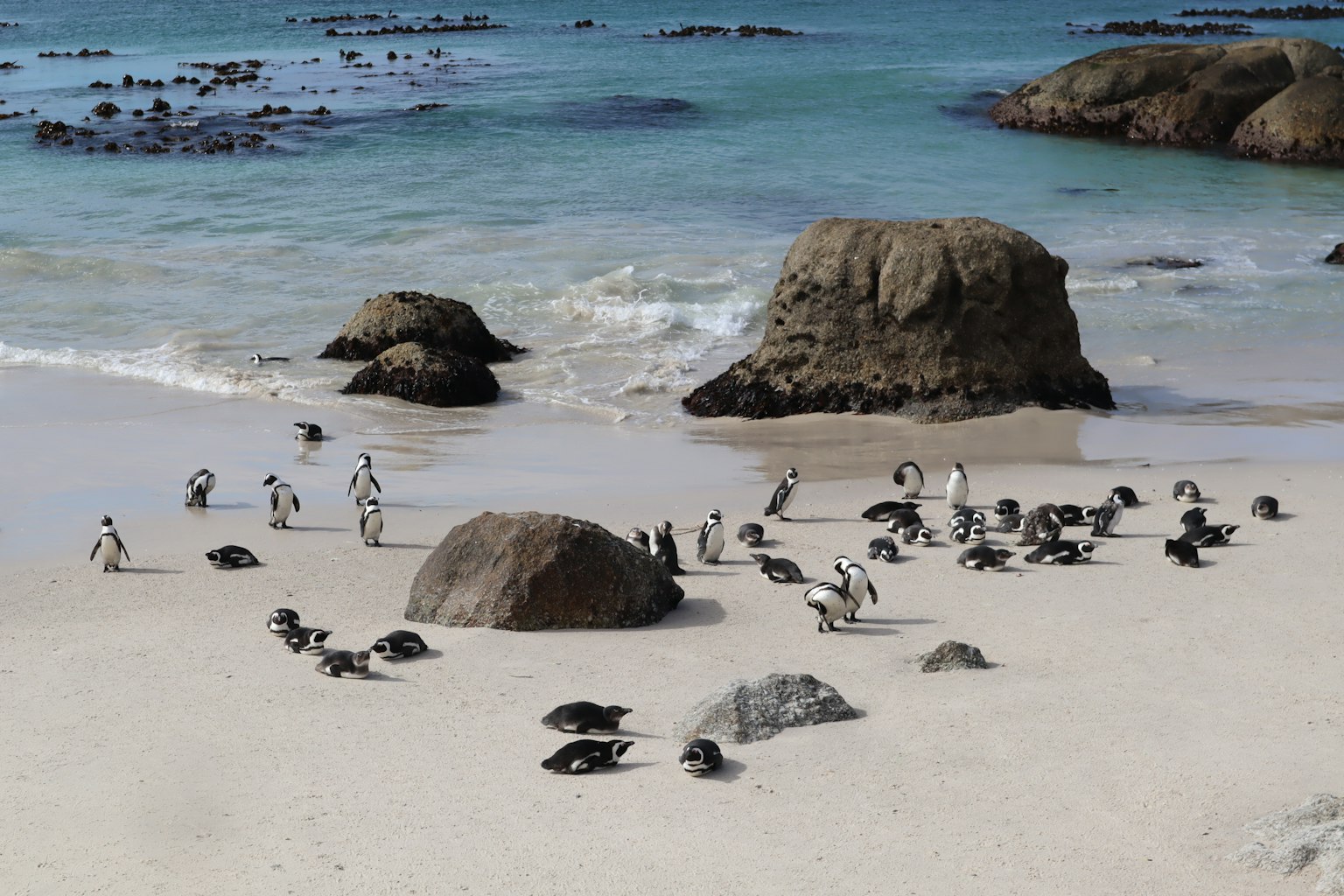 Penguin di pantai dengan batu dan lautan di latar belakang