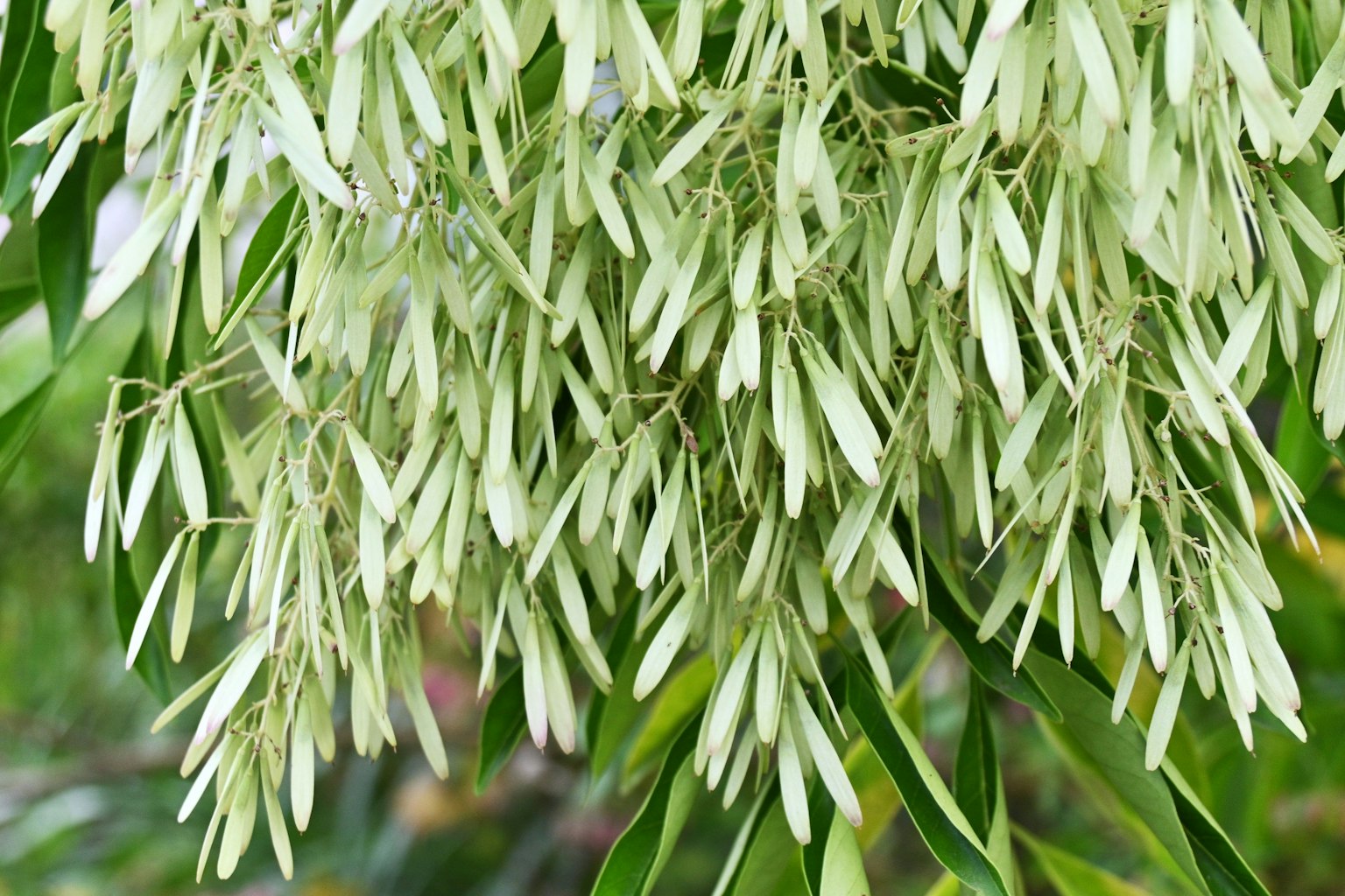 Acercamiento de una planta con hojas verdes densas