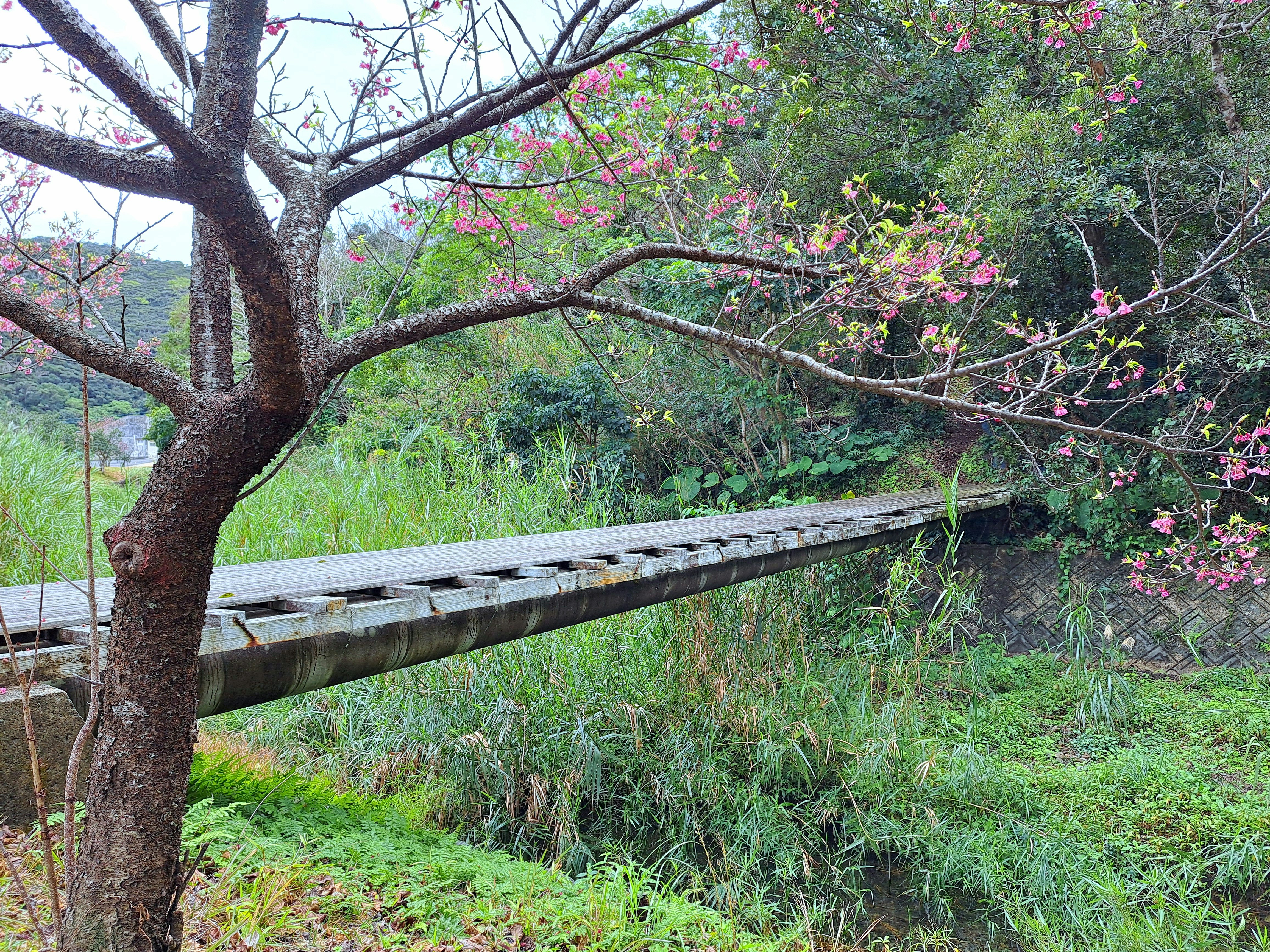 寒桜（緋寒桜）盛开的山坡草地与木栅栏