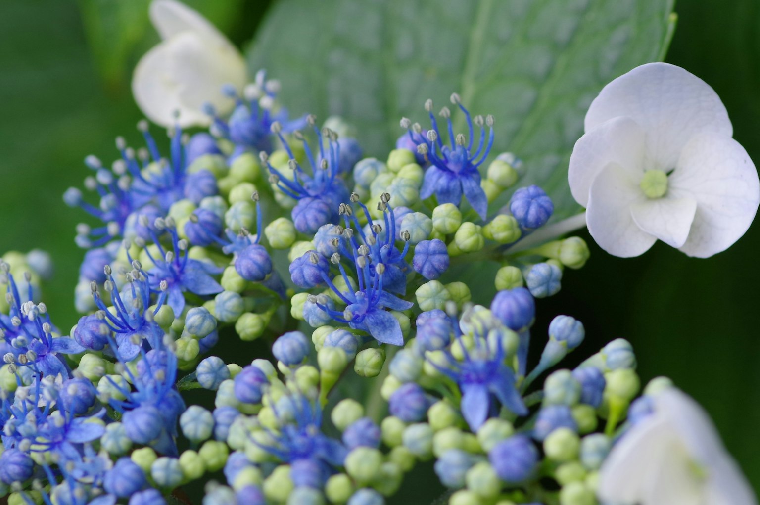 Primo piano di fiori di ortensia con fiori blu e bianchi