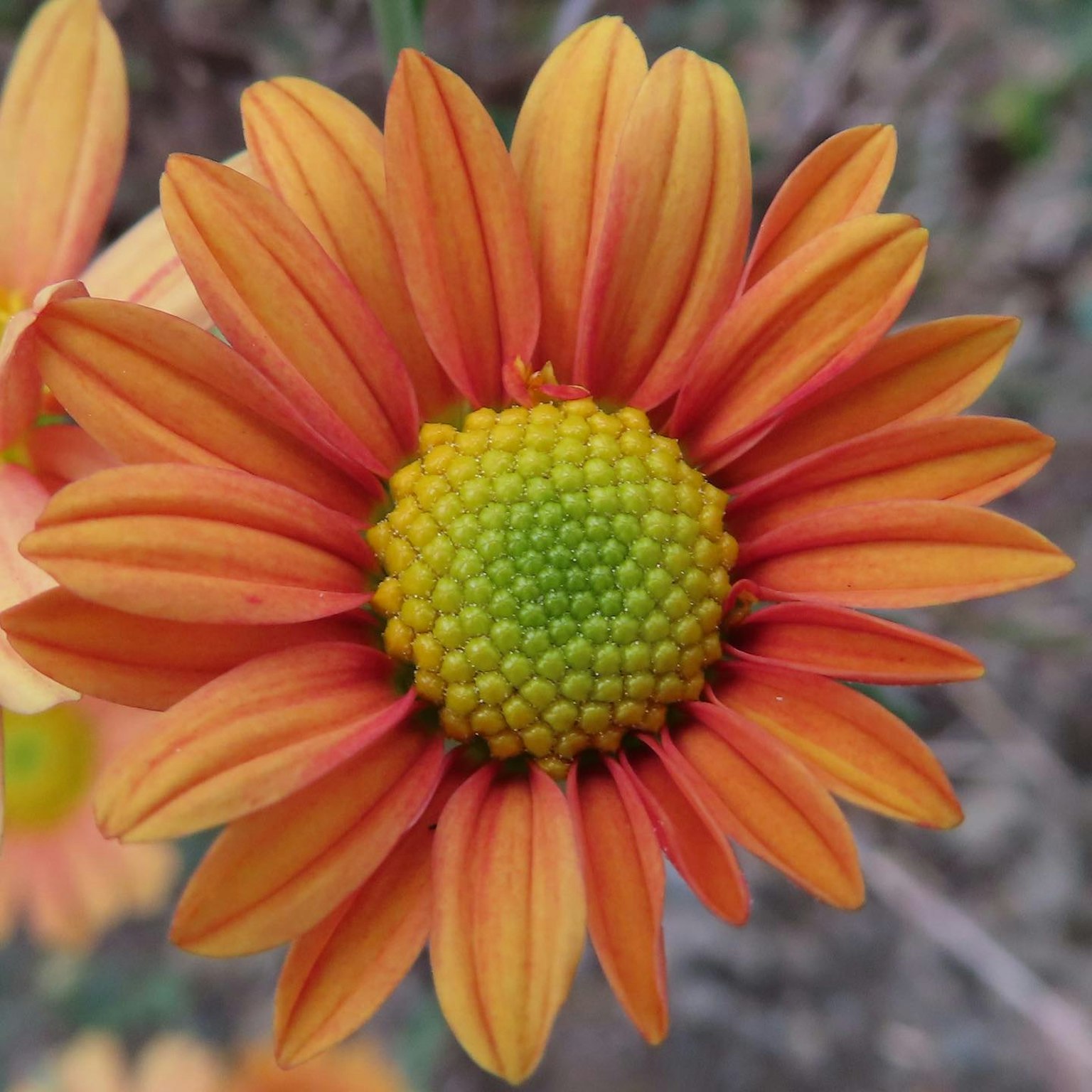 Primo piano di un fiore con petali arancioni e gialli