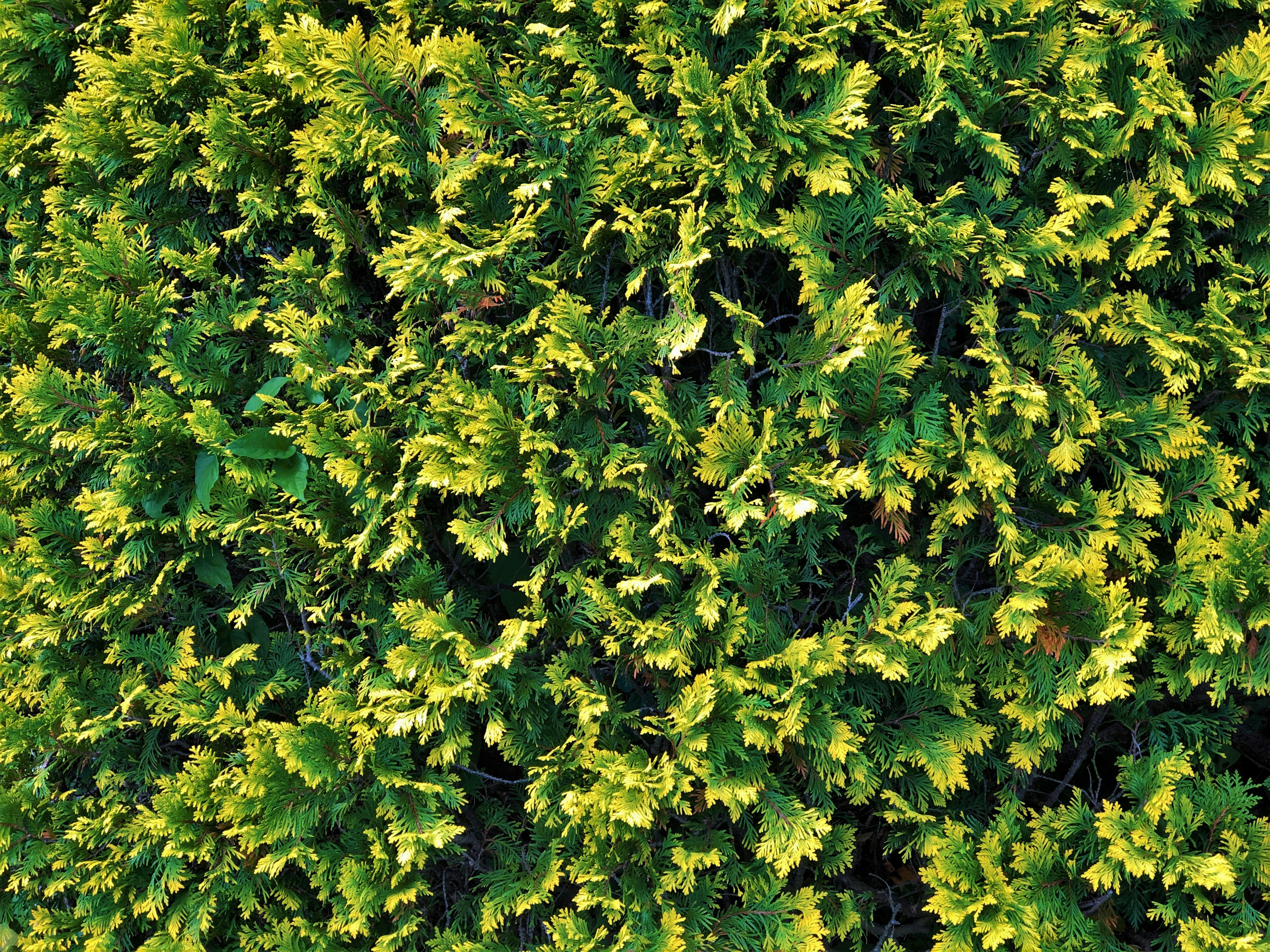 Close-up of dense, vibrant evergreen foliage