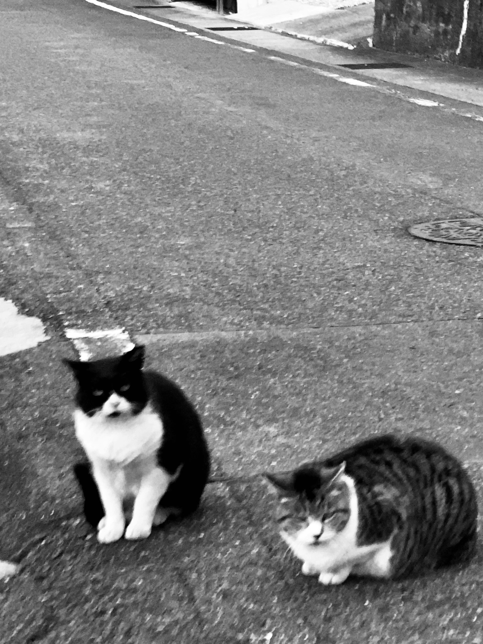 两只猫坐在街上，一只黑白猫和一只灰色虎斑猫